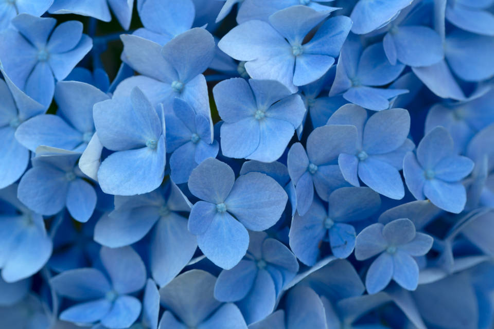 Macro Hydrangea Blue Color Hd Background