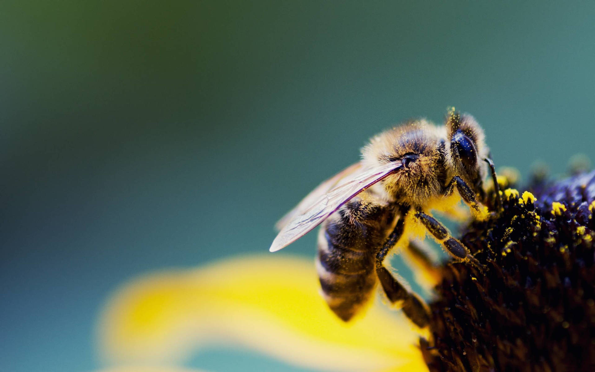 Macro Image Of A Bee Background