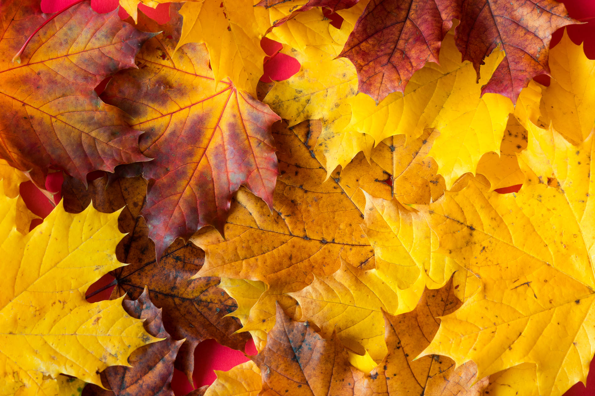 Macro Leaves Fall Desktop Background