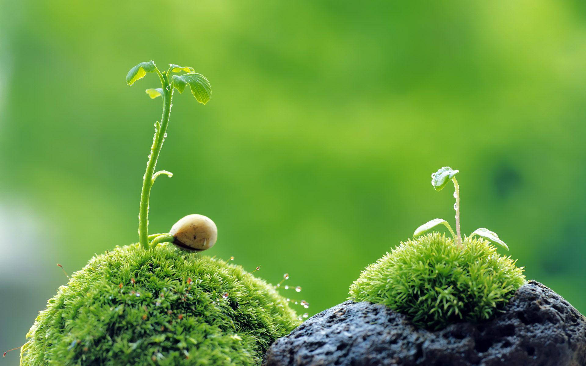 Macro Moss Budding Plants On Rock