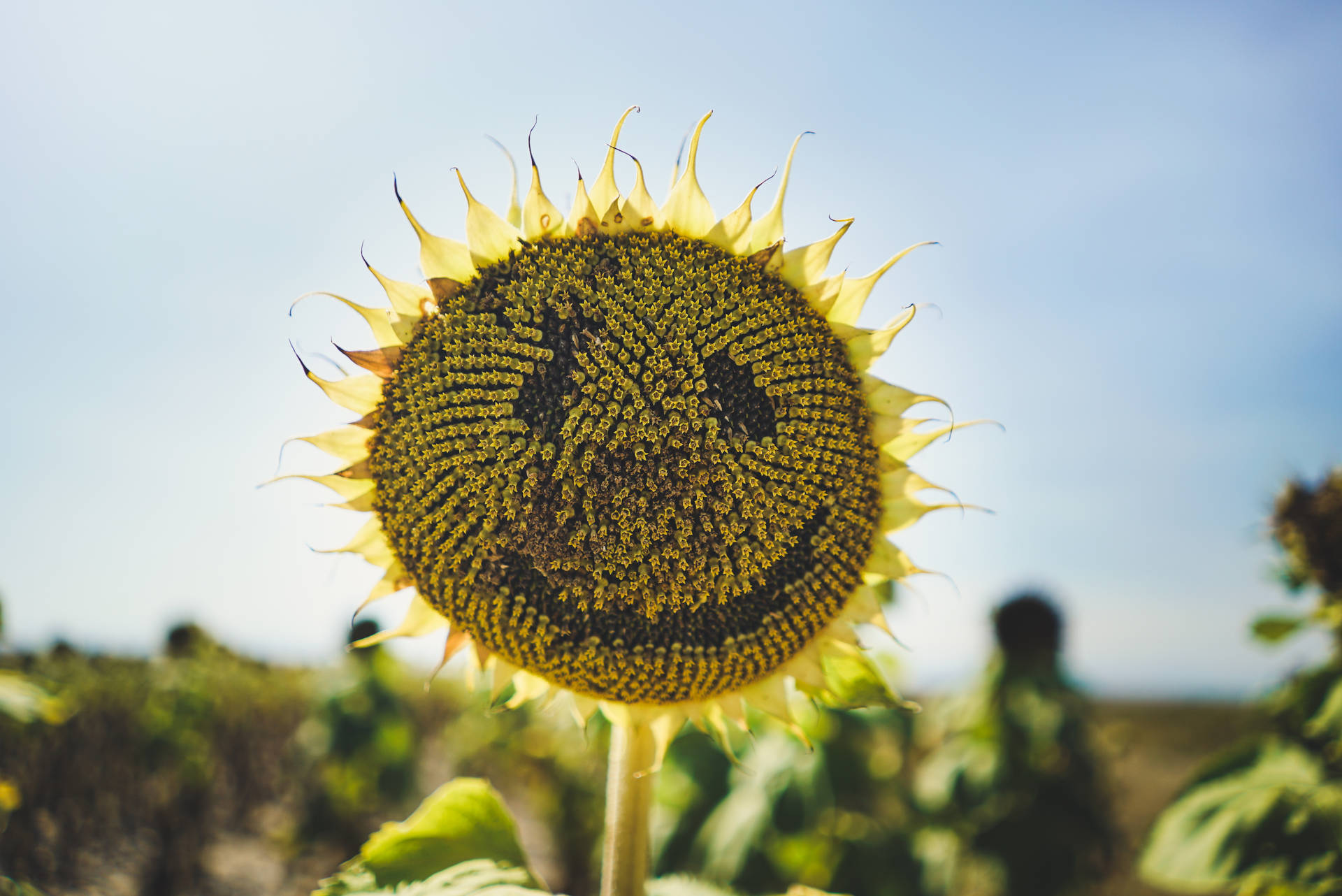 Macro Photography Of Yellow Sunflower Background