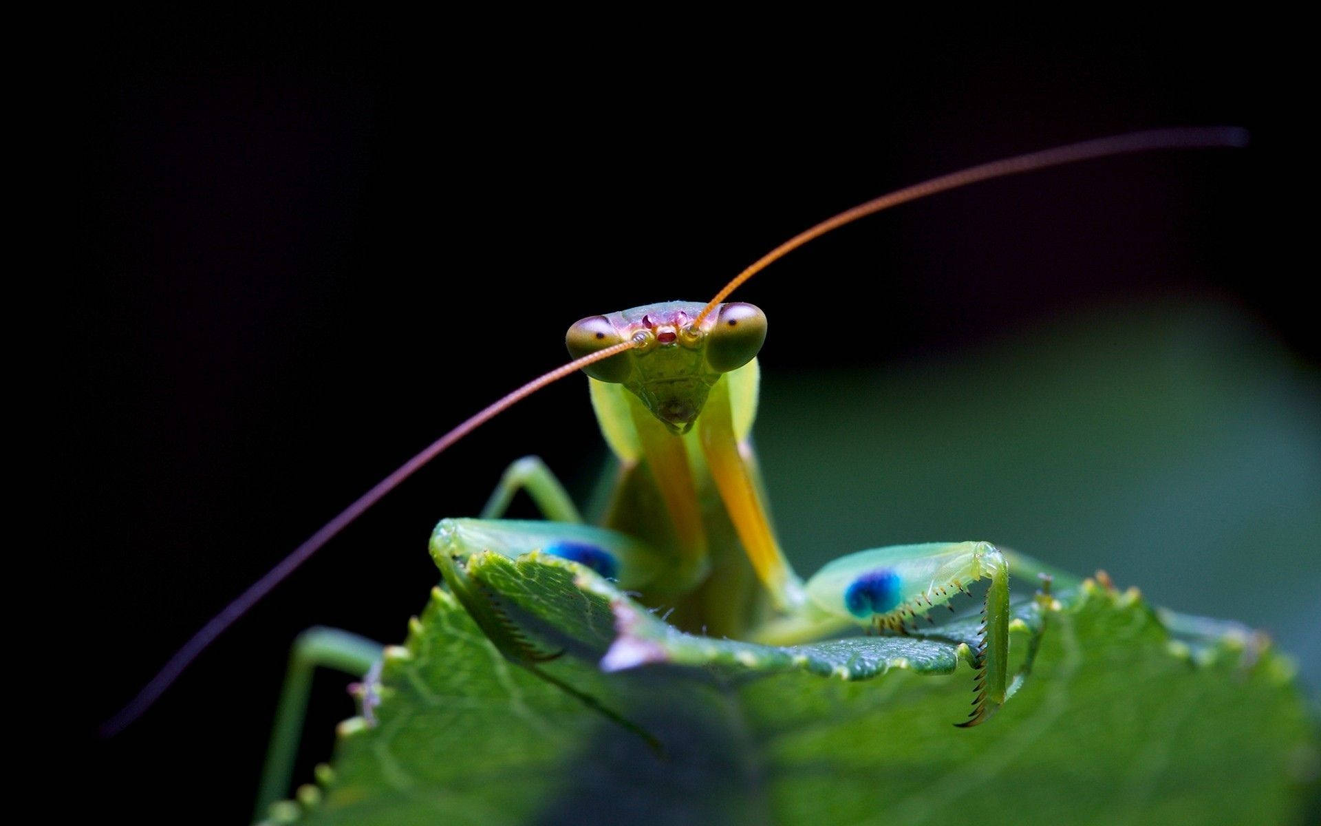 Macro Praying Mantis