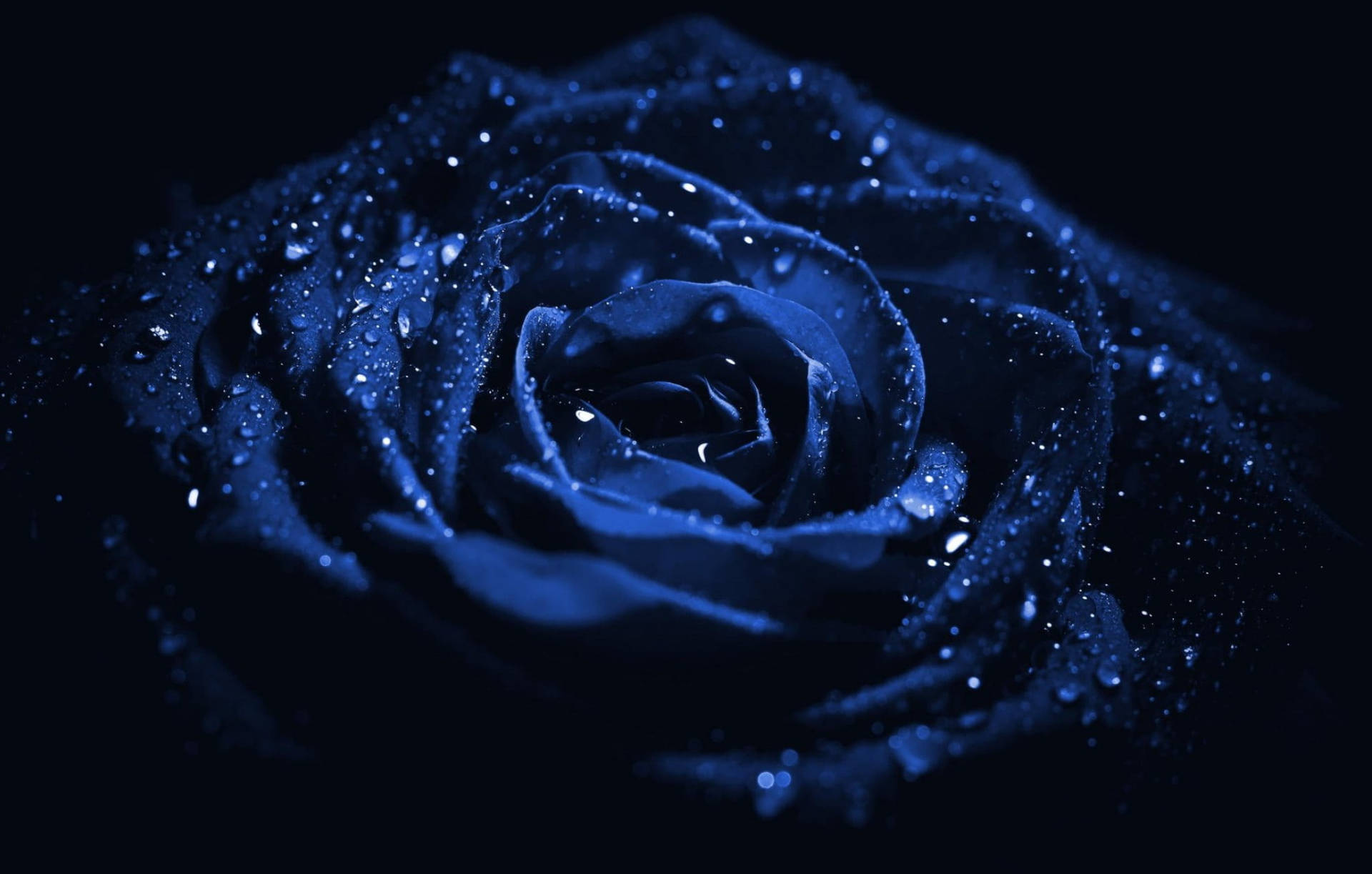 Macro Rose Aesthetic Dark Blue Hd Background