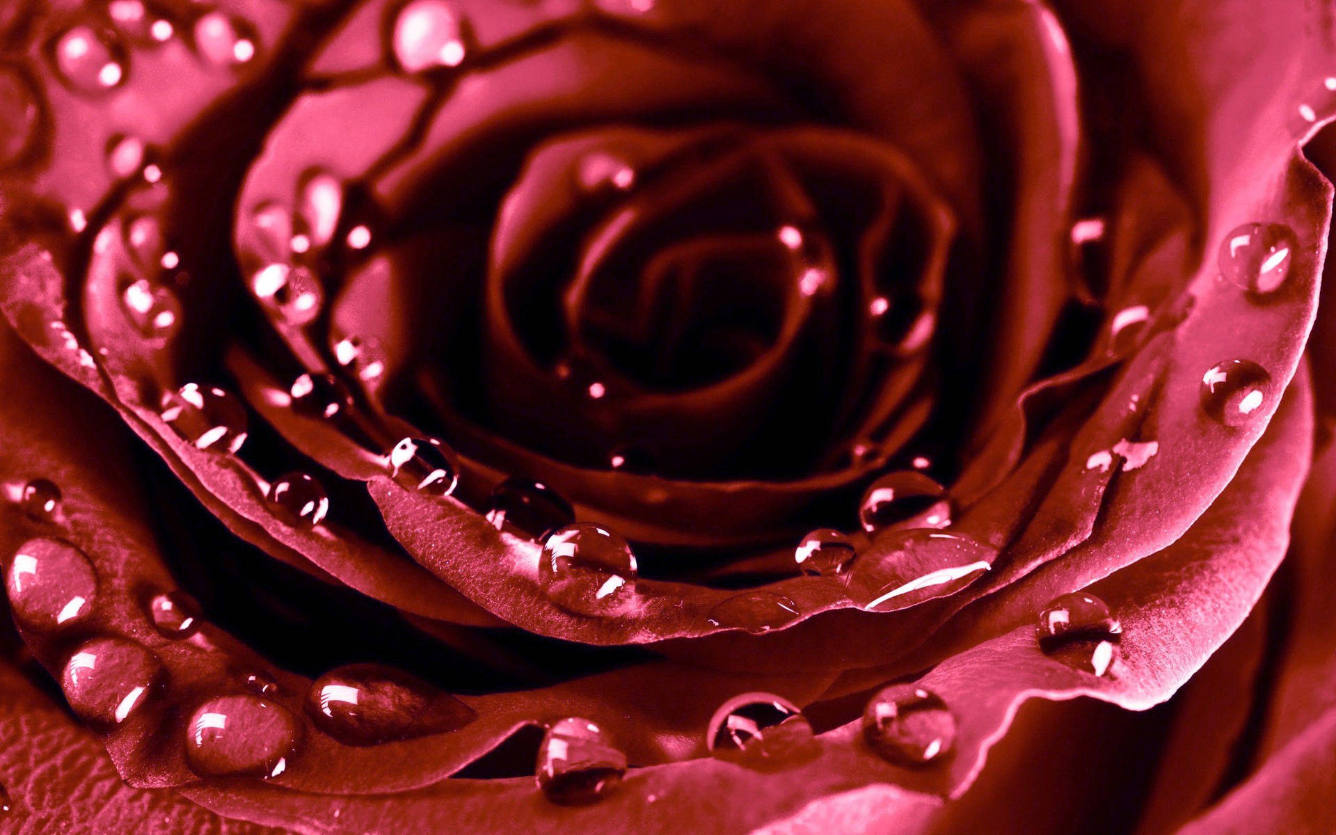 Macro Shot Beautiful Rose Hd Bloom Background