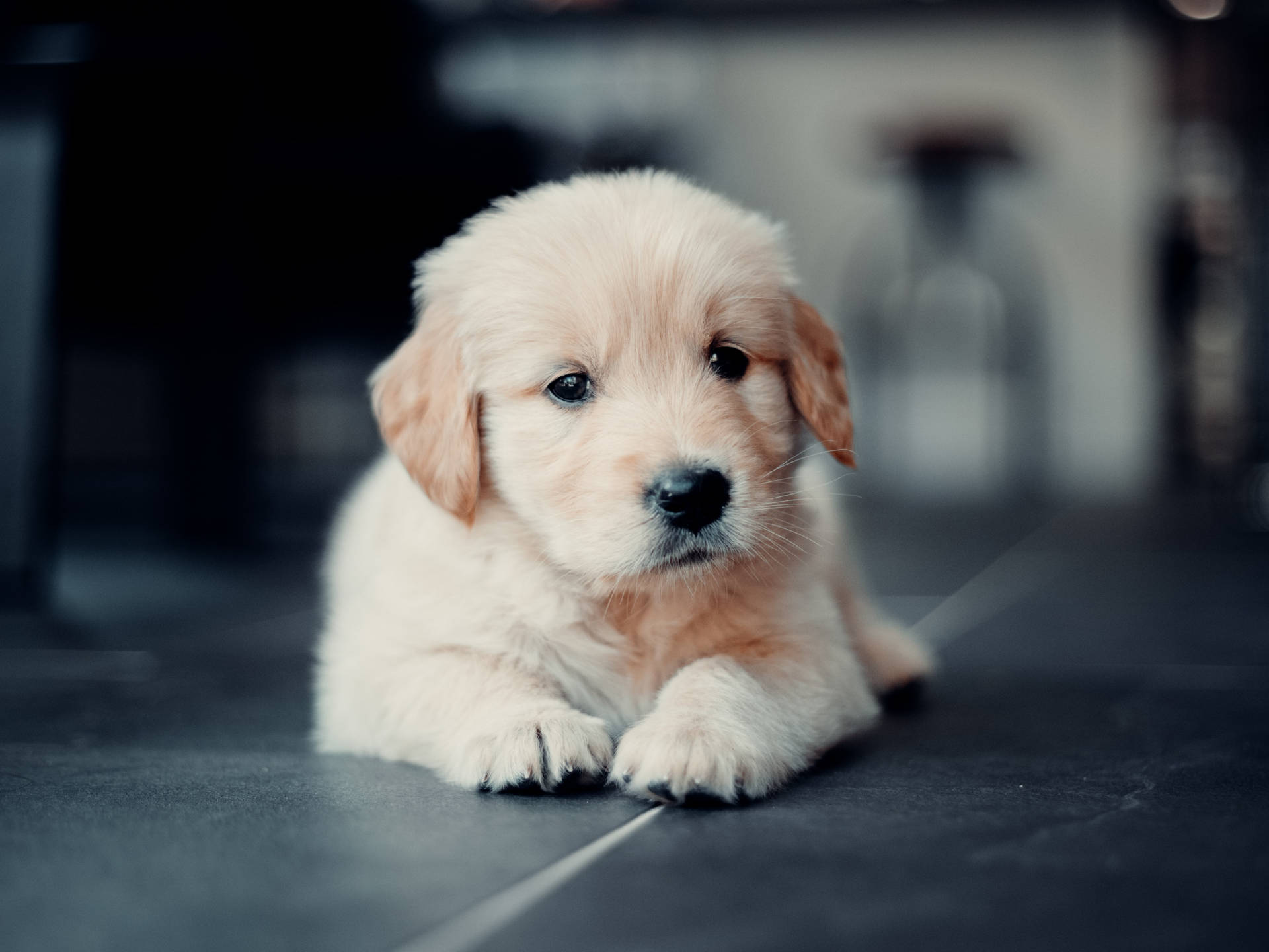 Macro Shot Golden Retriever Puppy Background