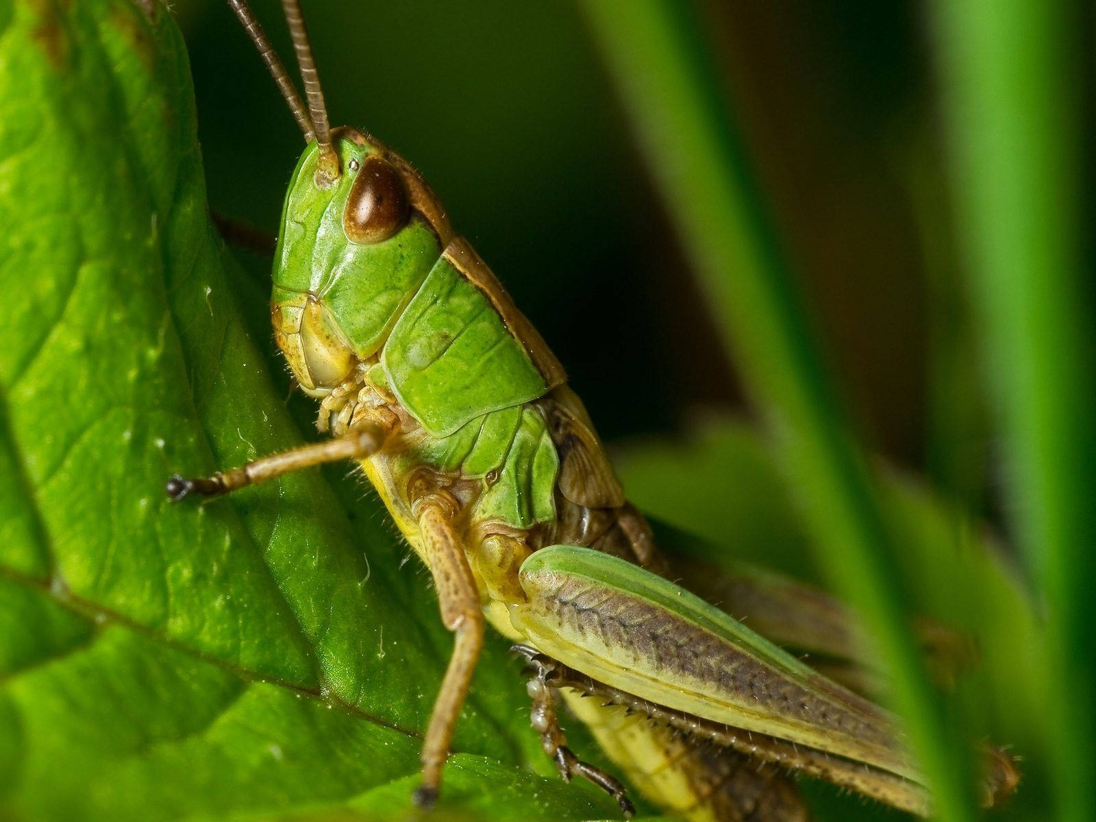 Macro Shot Grasshopper Background