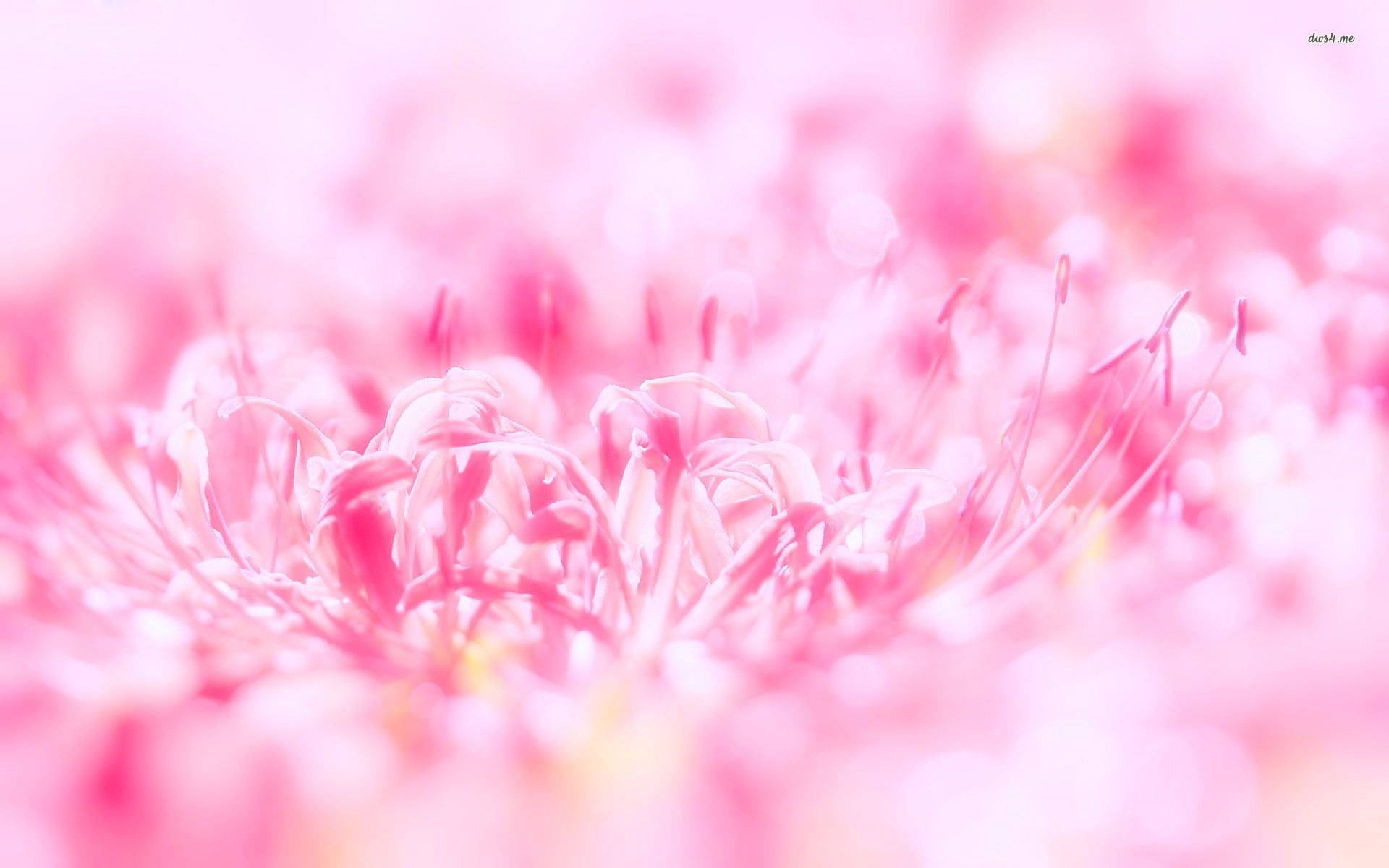 Macro Shot Of Pink Flower Background