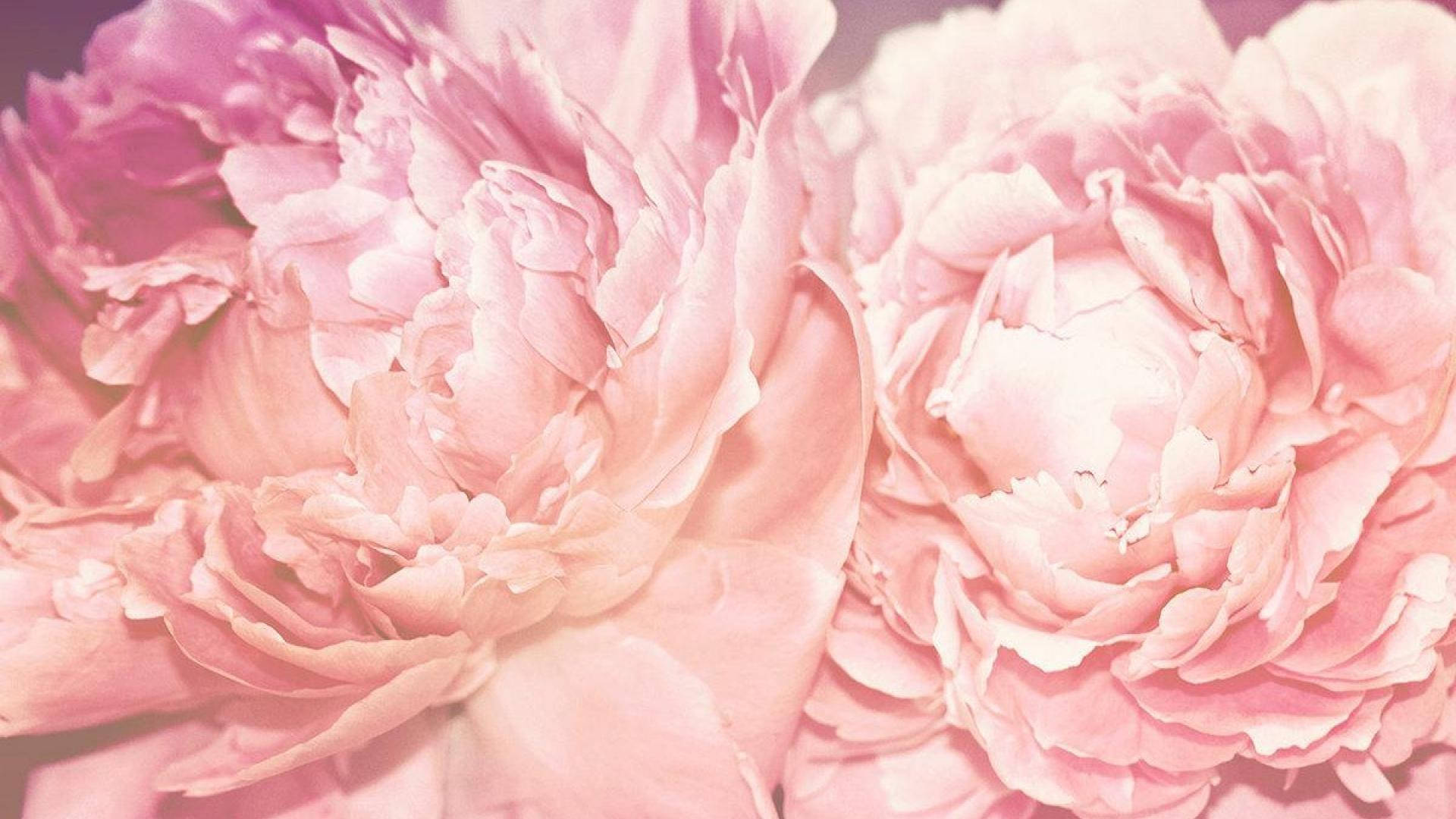 Macro Shot Of Pink Peony Flowers Background