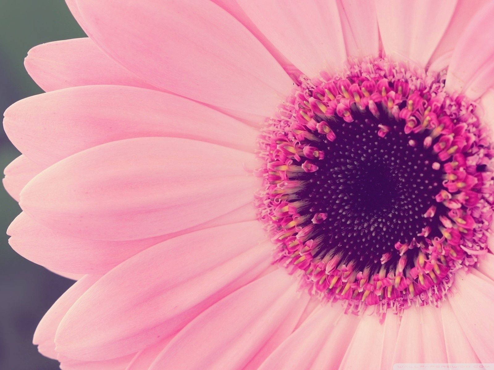 Macro Shot Of Pink Sunflower Background