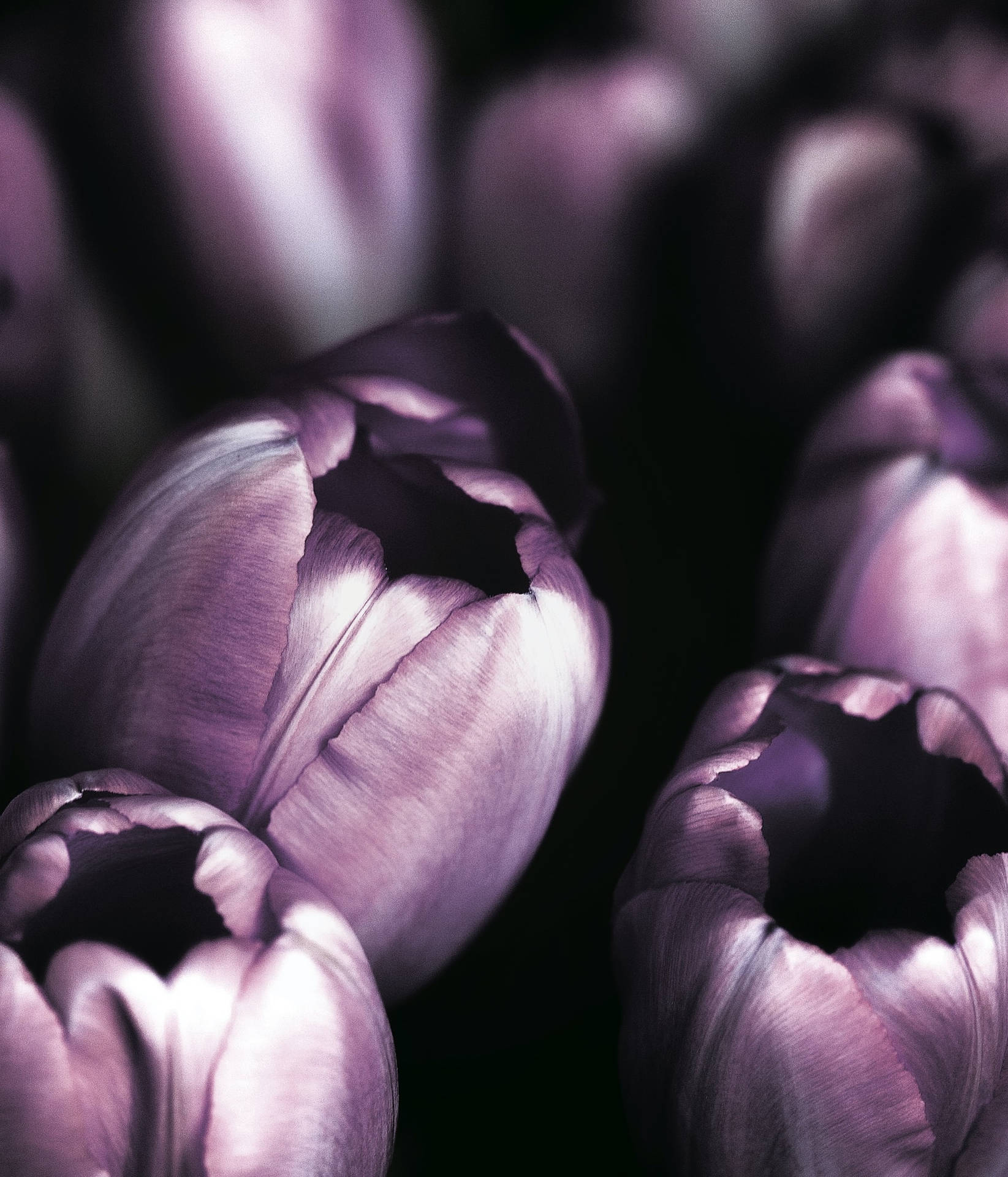 Macro Shot Of Purple Tulips Or Jacuzzi Tulips Iphone Background