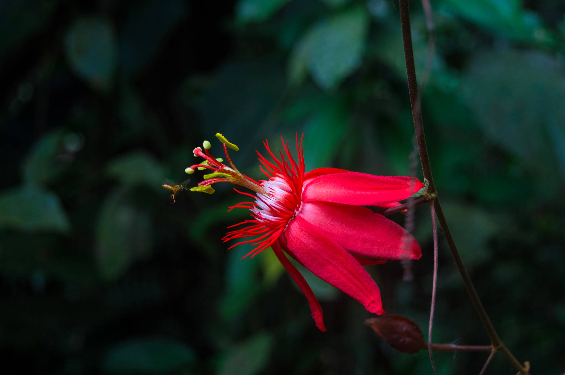 Macro Shot Of Red Flower Background