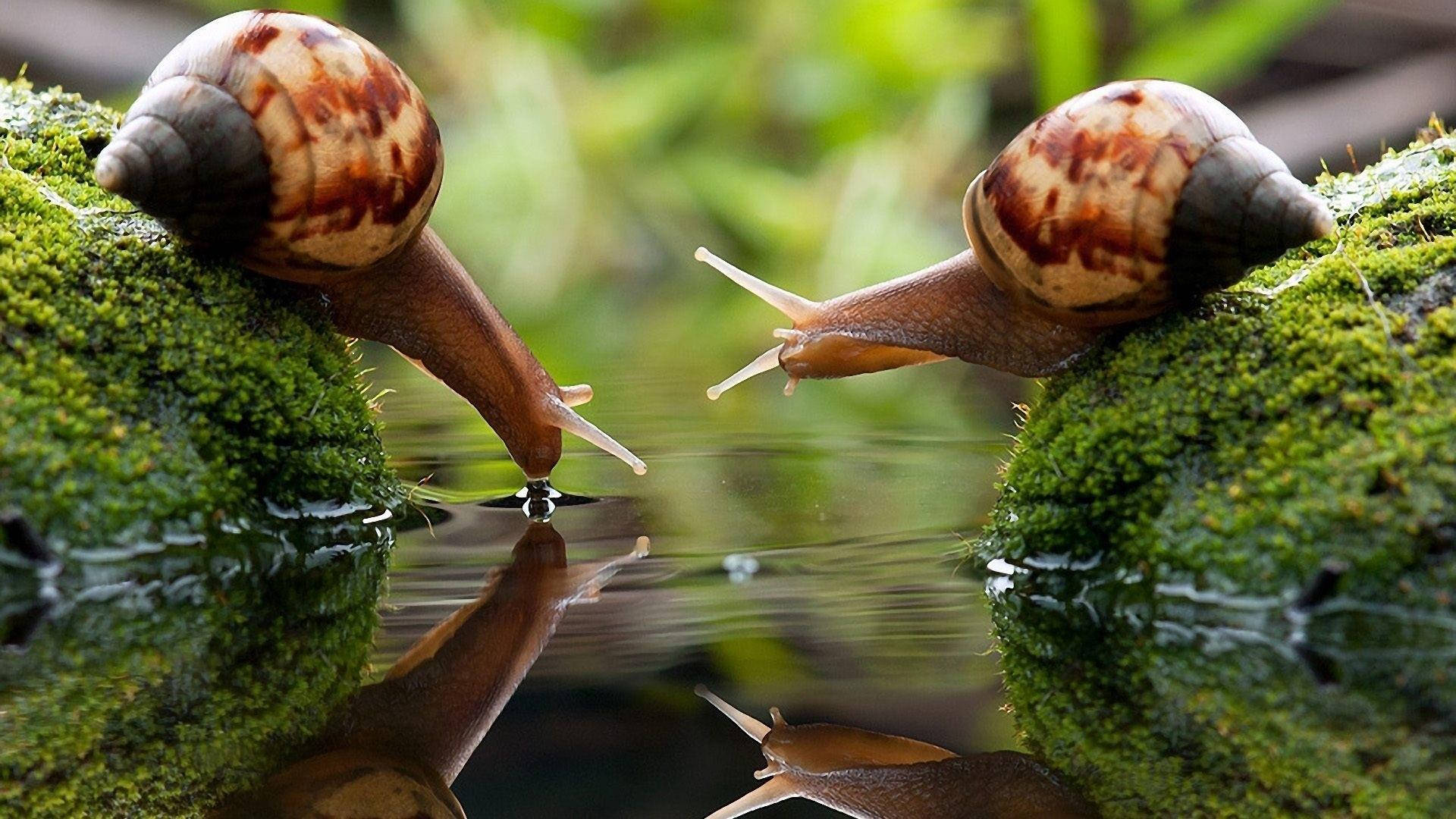 Macro Snails On Stream Background