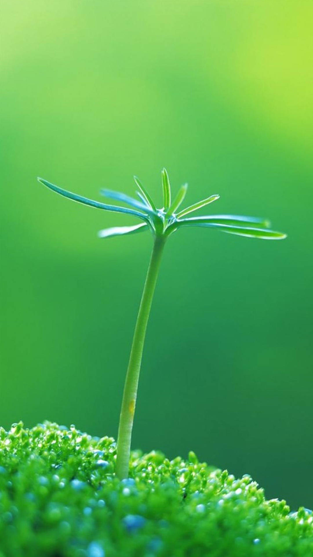 Macro Spurting Plant Seedling Iphone Background