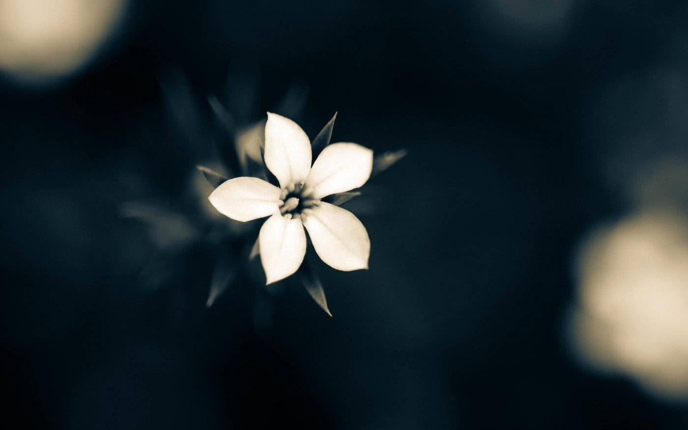 Macro White Flower