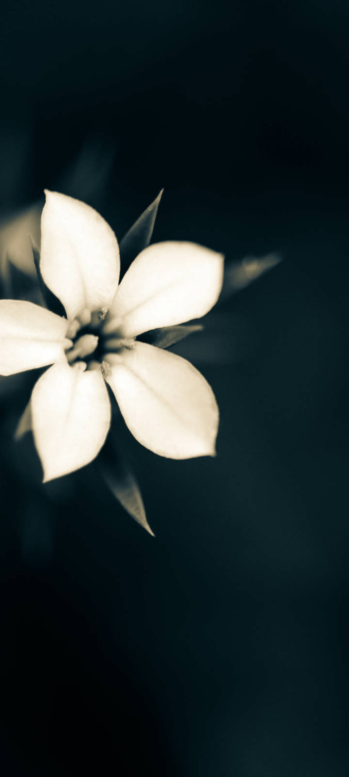 Macro White Flower Plant For Iphone Background