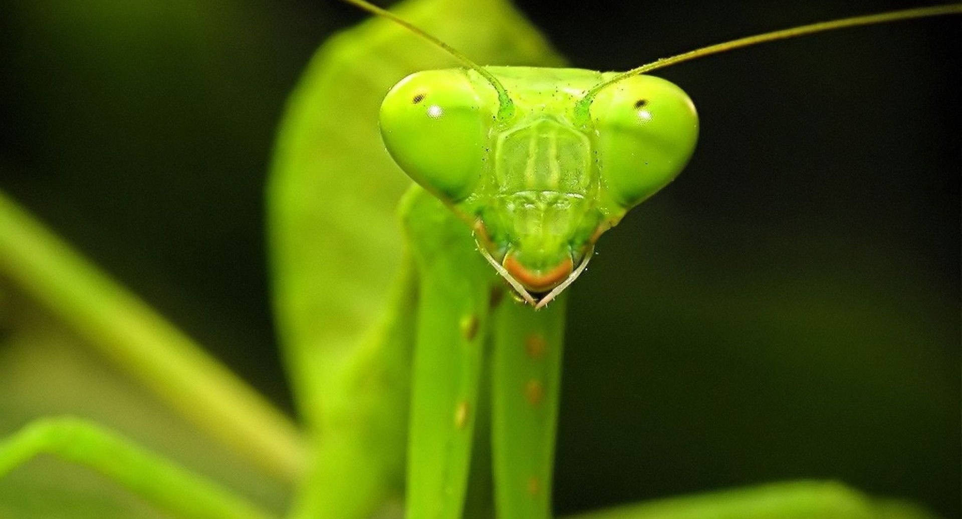 Macro Yellow Green Praying Mantis Background