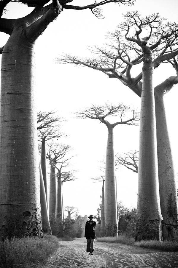 Madadascar Baobab Tree Background