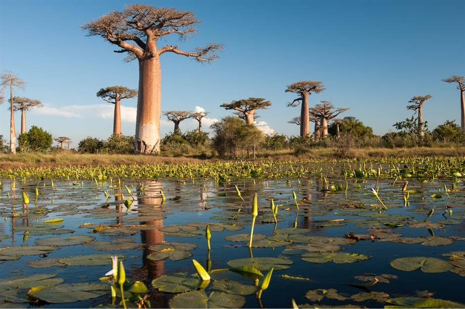 Madadascar Baobabs And Water Lilies Background