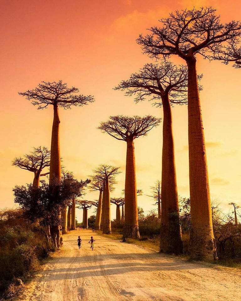 Madadascar Baobabs At Sunset