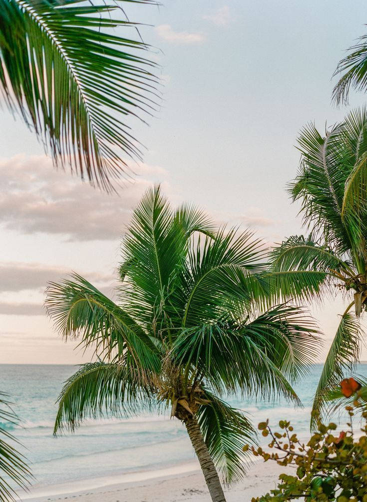 Madadascar Coconut By The Beach Background