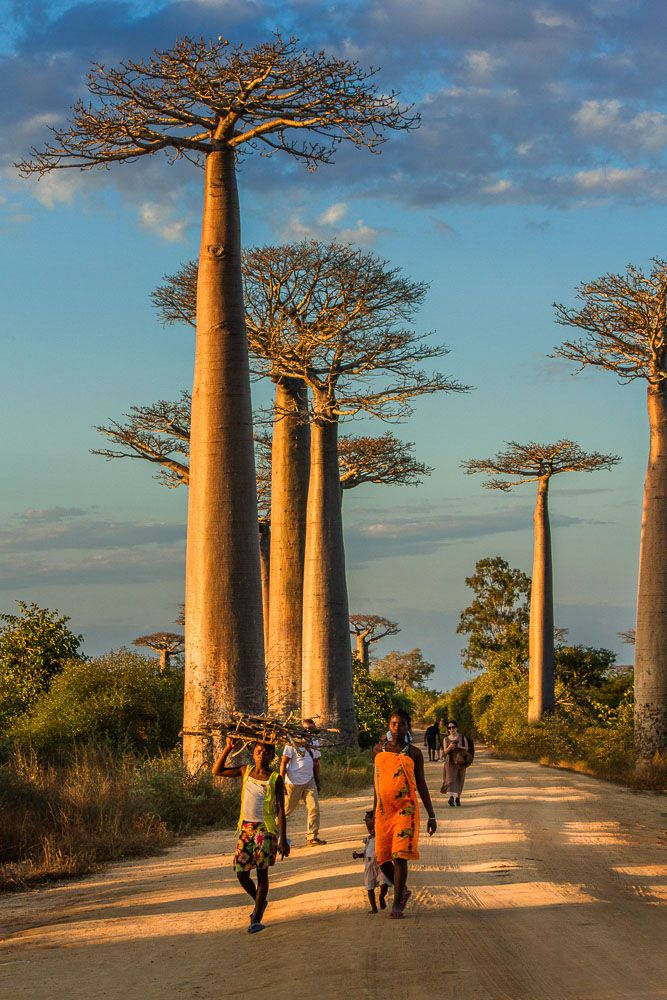 Madadascar Gigantic Baobab Tree Background