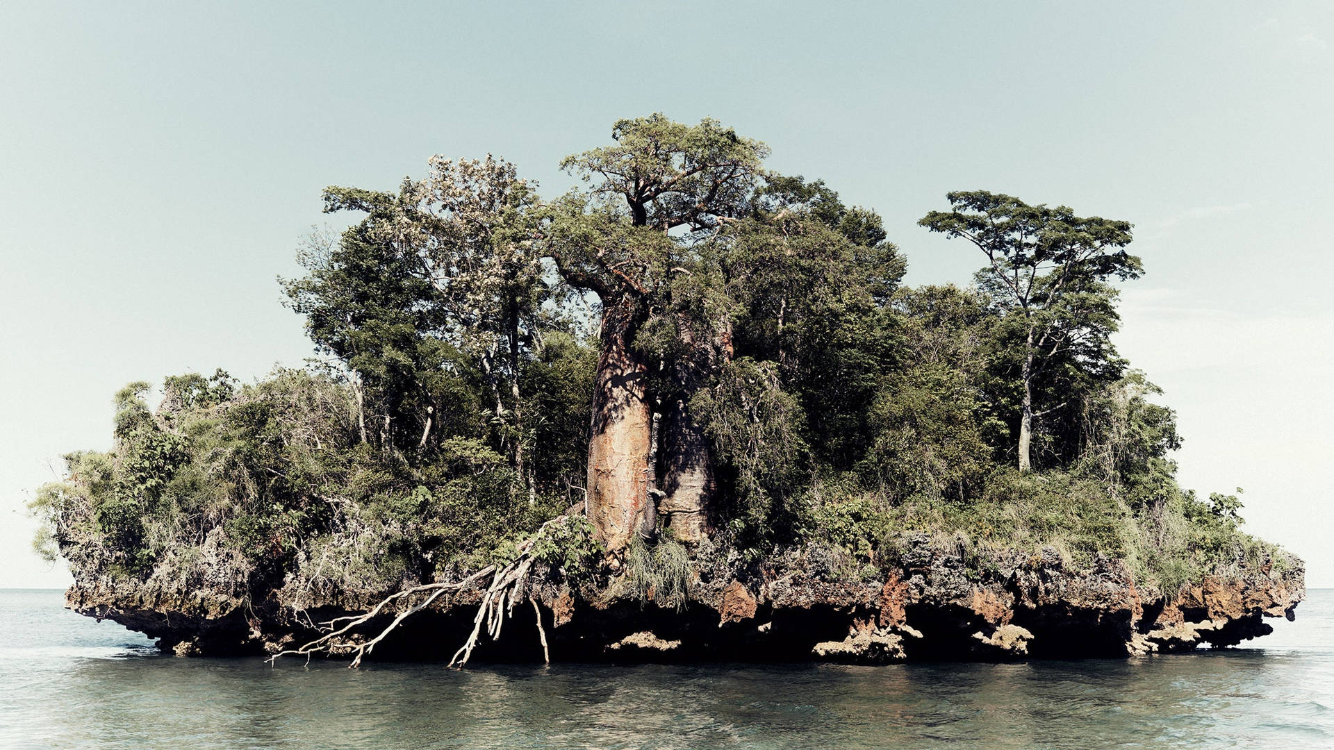 Madadascar Mangrove Swamp Background