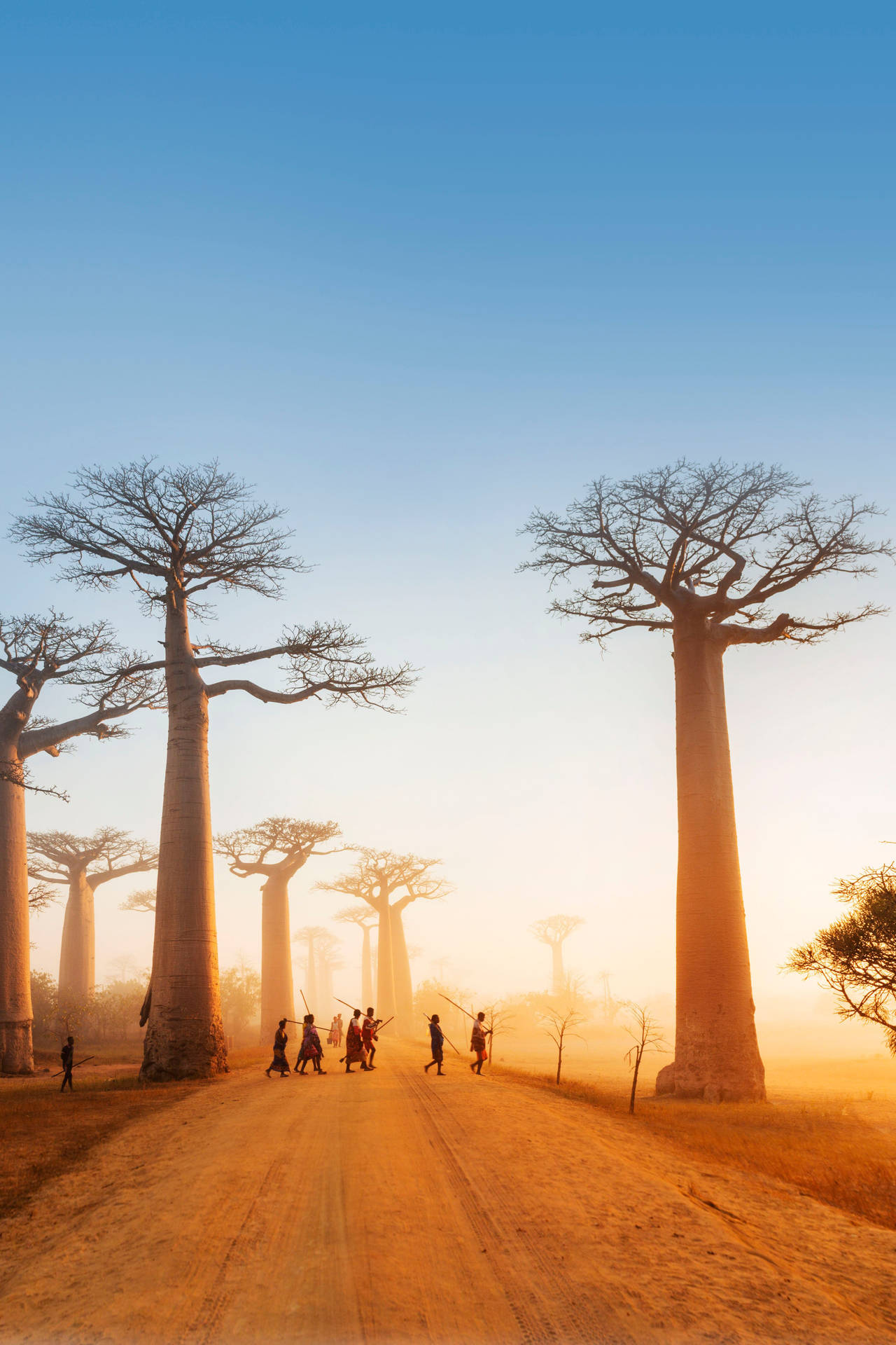 Madadascar Natives And Baobabs Background