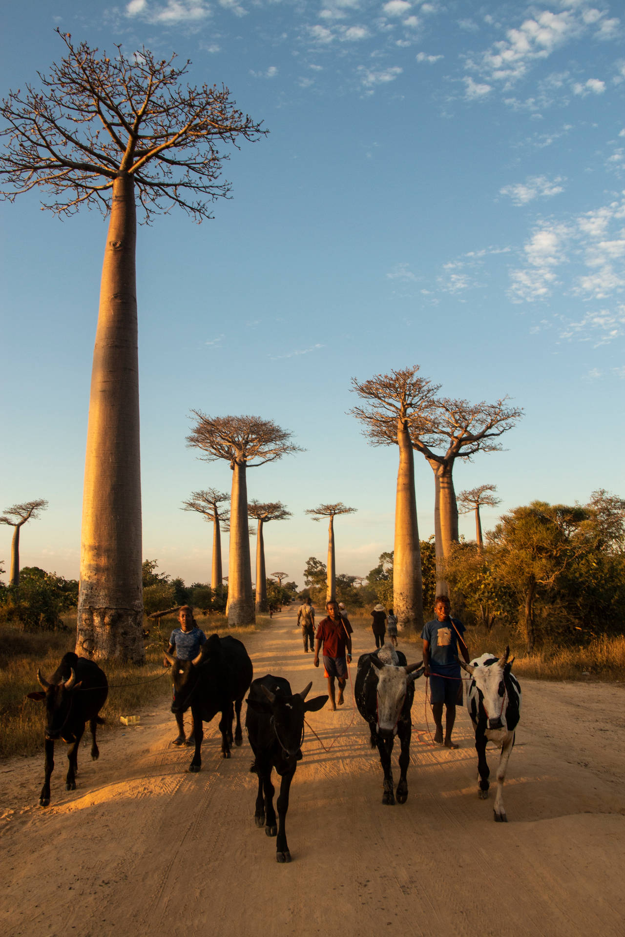 Madagascar Animals Background