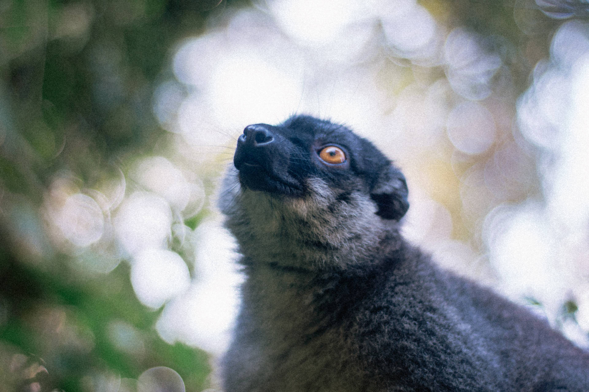 Madagascar Blue Lemur Background