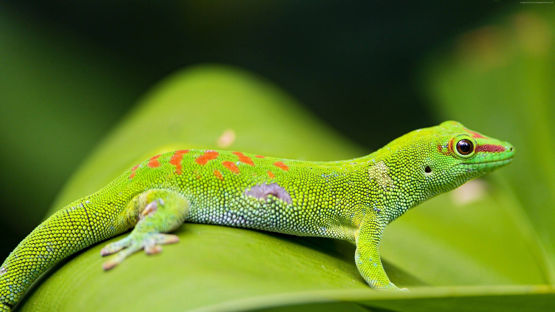 Madagascar Day Green Gecko Background