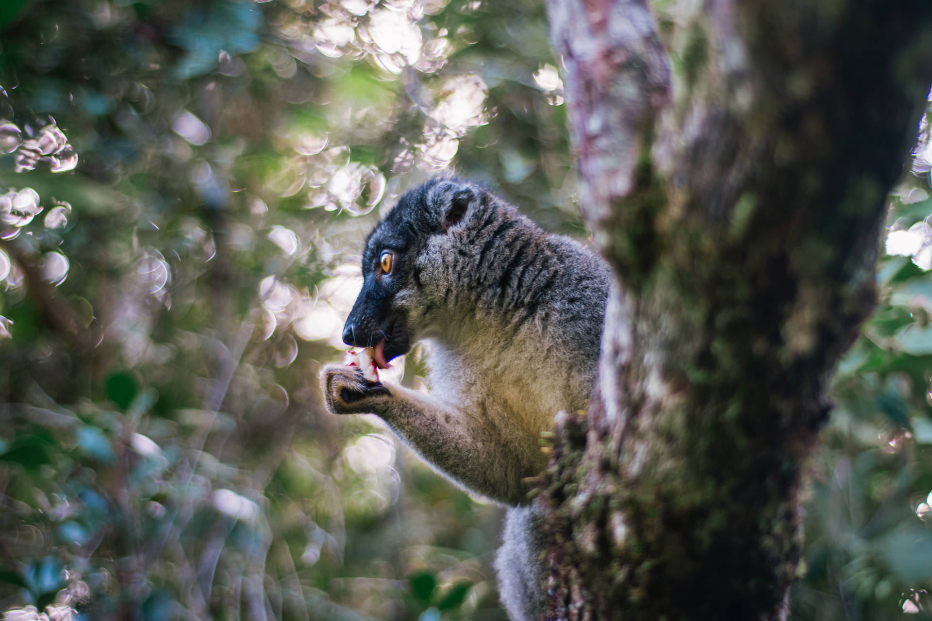 Madagascar Lemur On Tree Background