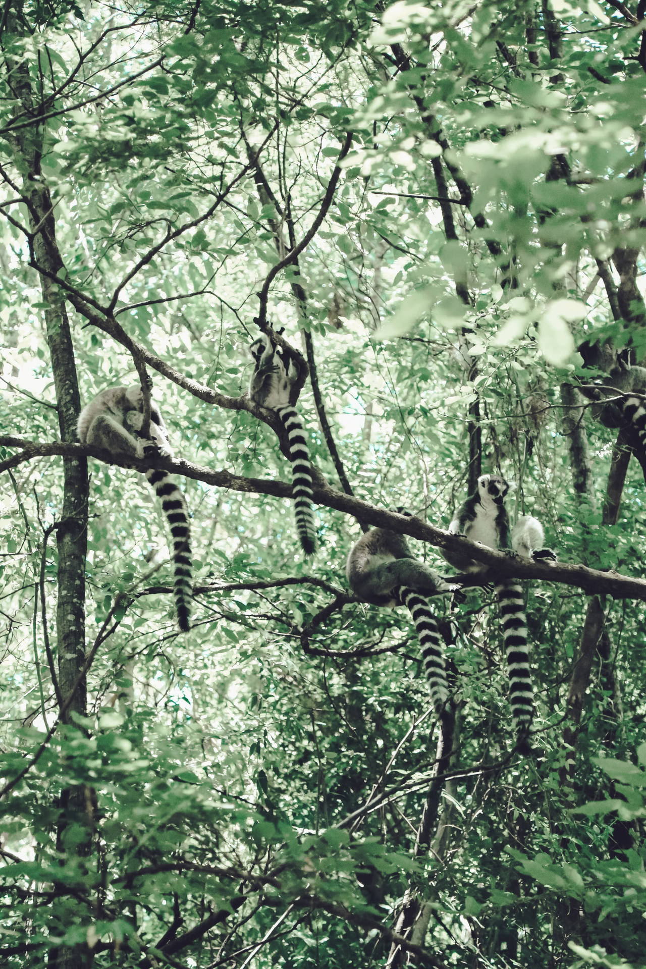 Madagascar Maki Animal Background