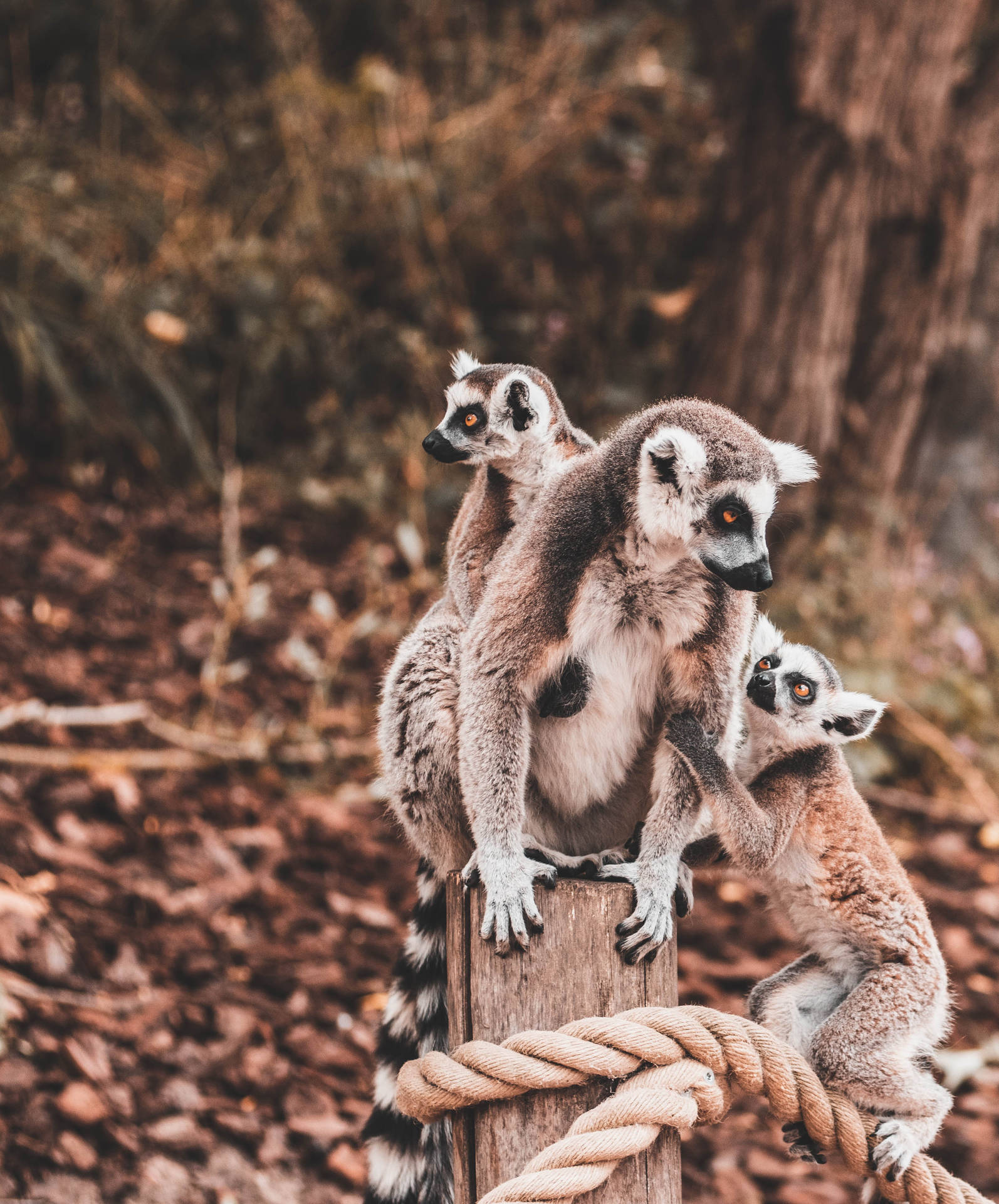Madagascar Three Lemurs Background