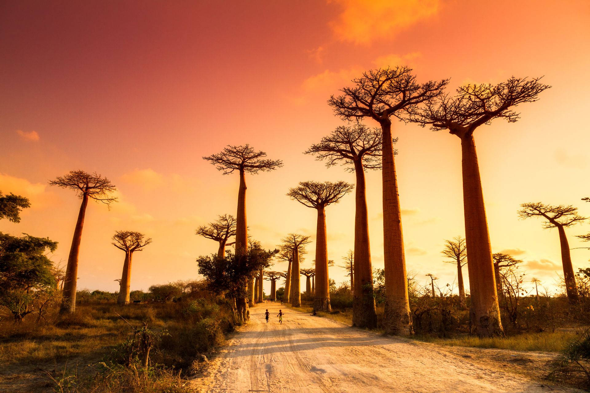 Madagascar Towering Baobabs Background