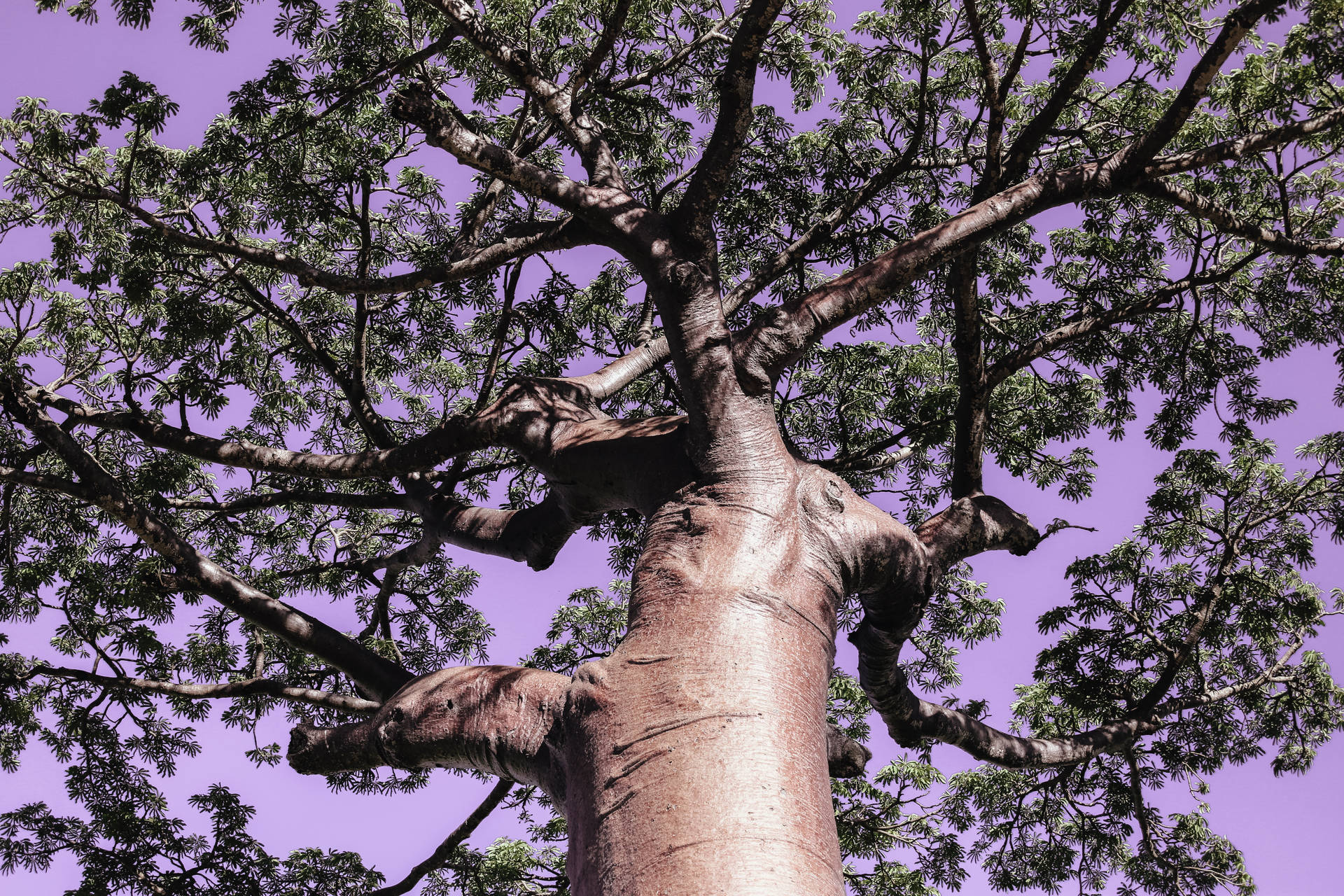 Madagascar Tree Background