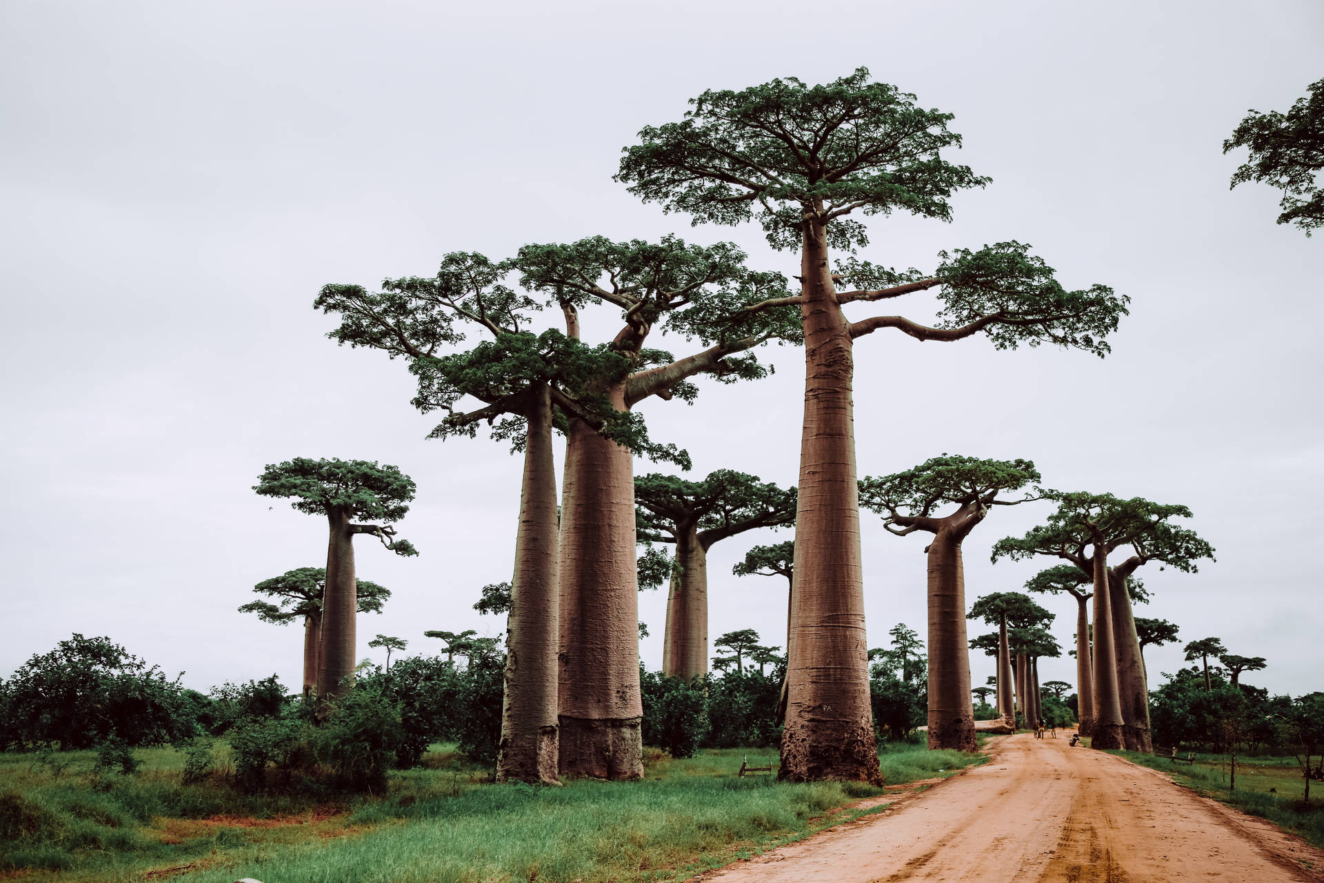 Madagascar Trees Background
