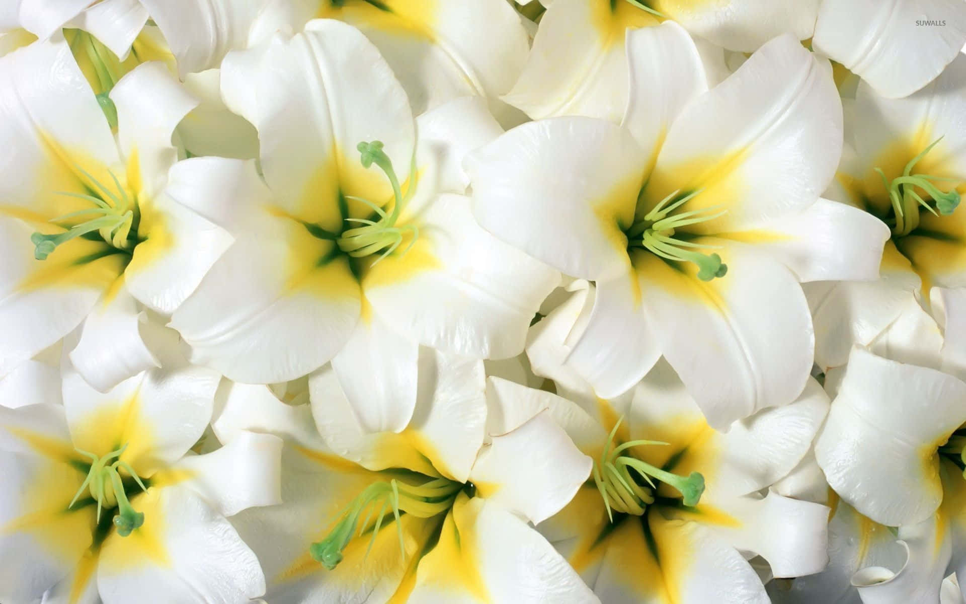 Madonna Lily Fresh Flowers Background