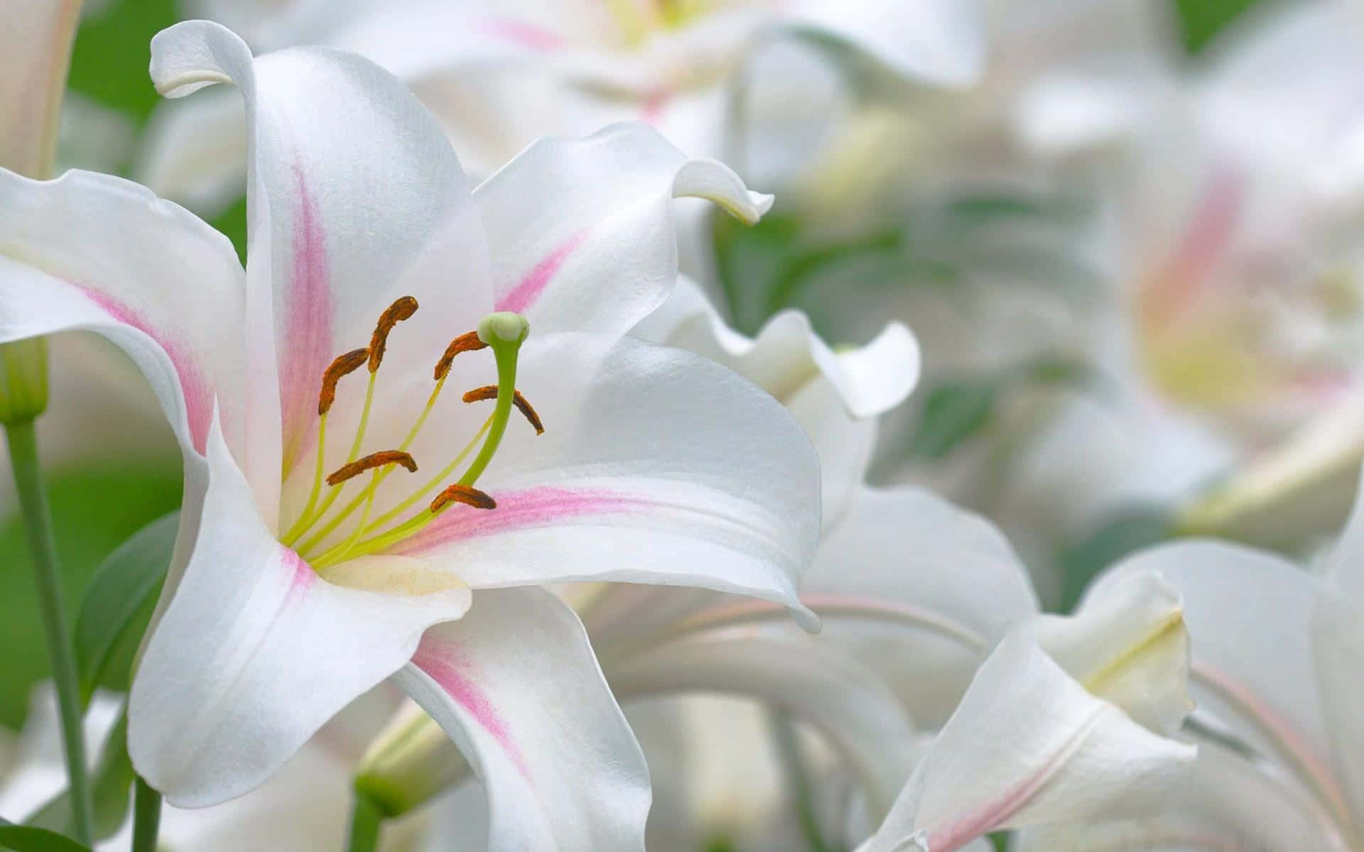 Madonna Lily White Flower Background