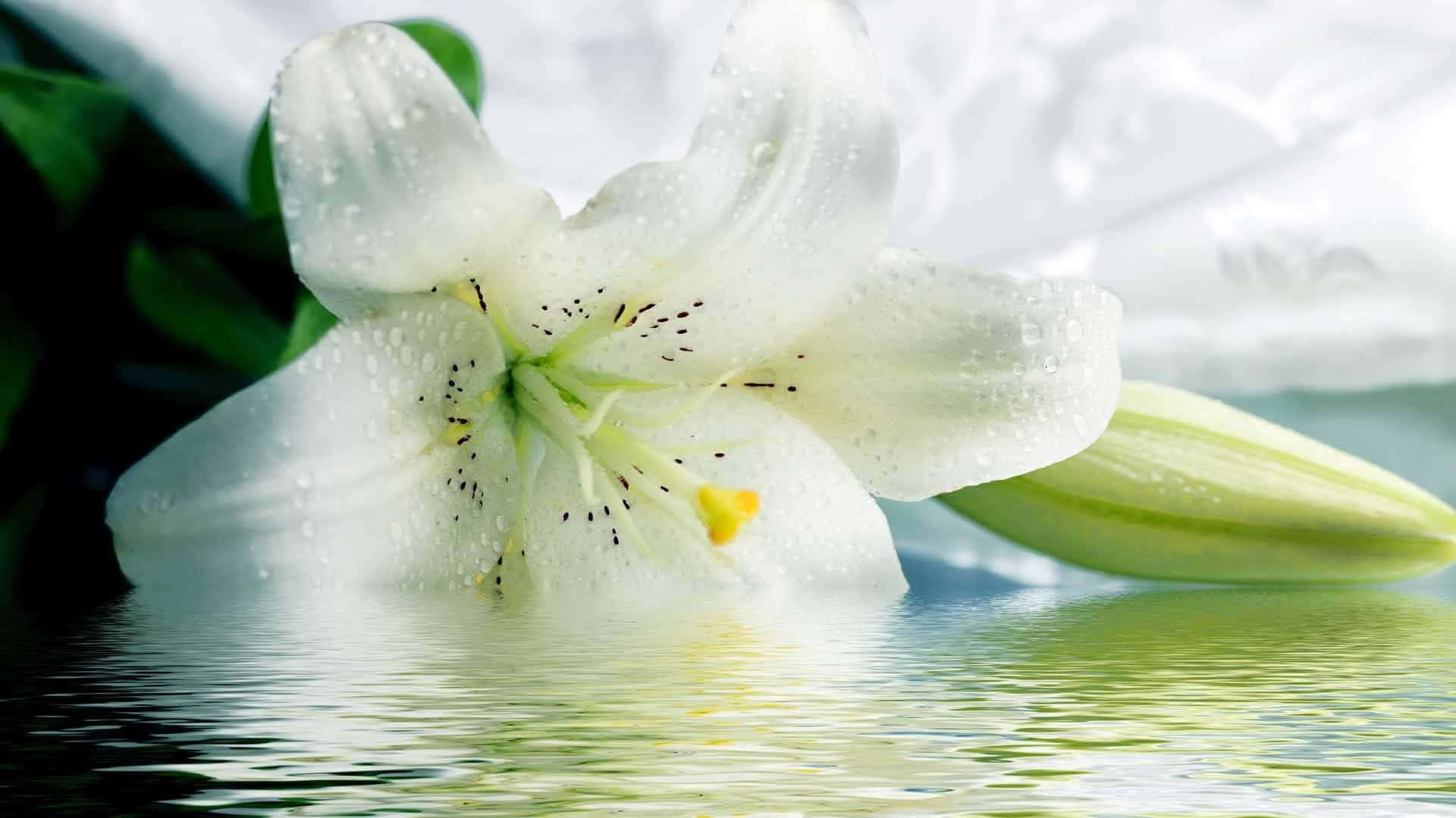 Madonna Water Lily Flower Background