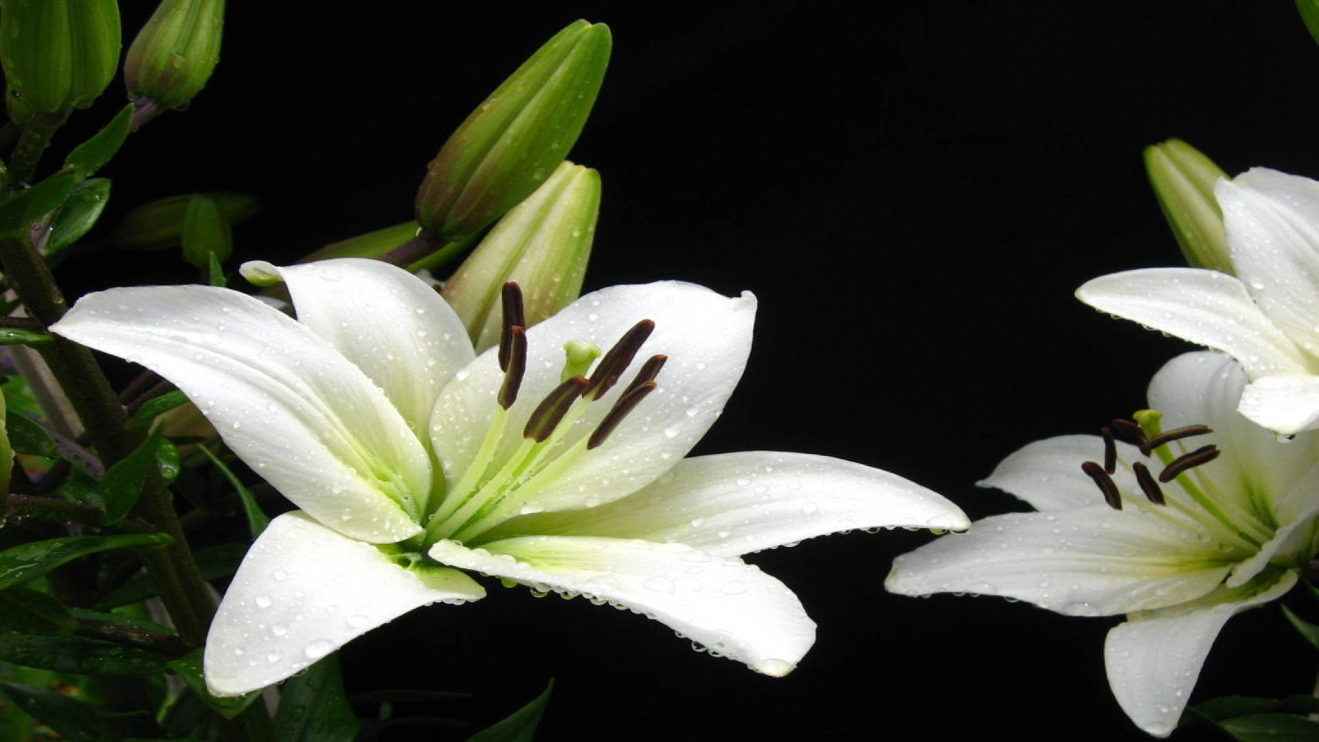 Madonna White Lilies With Dew Background