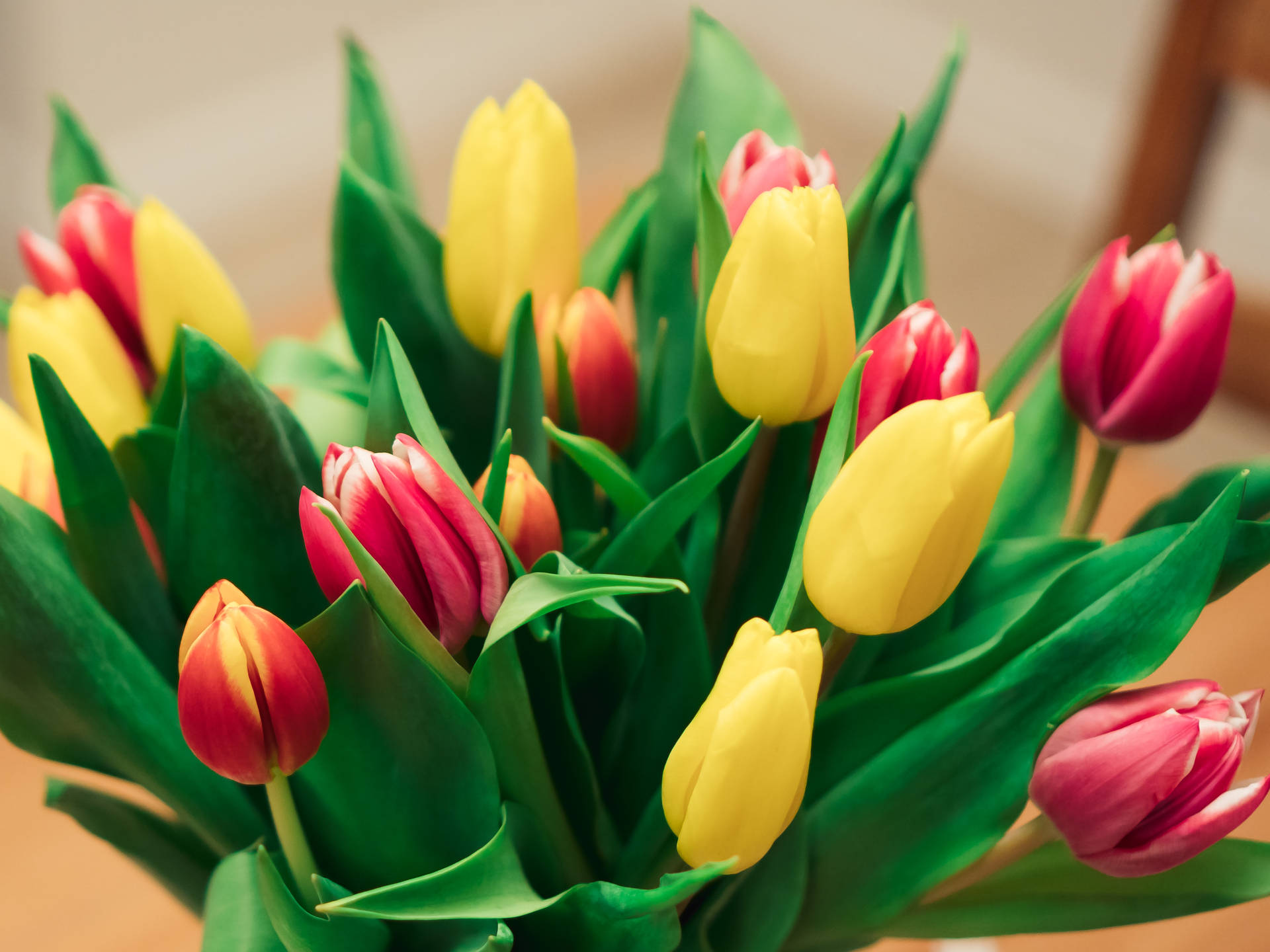 Magenta And Yellow Tulips Background
