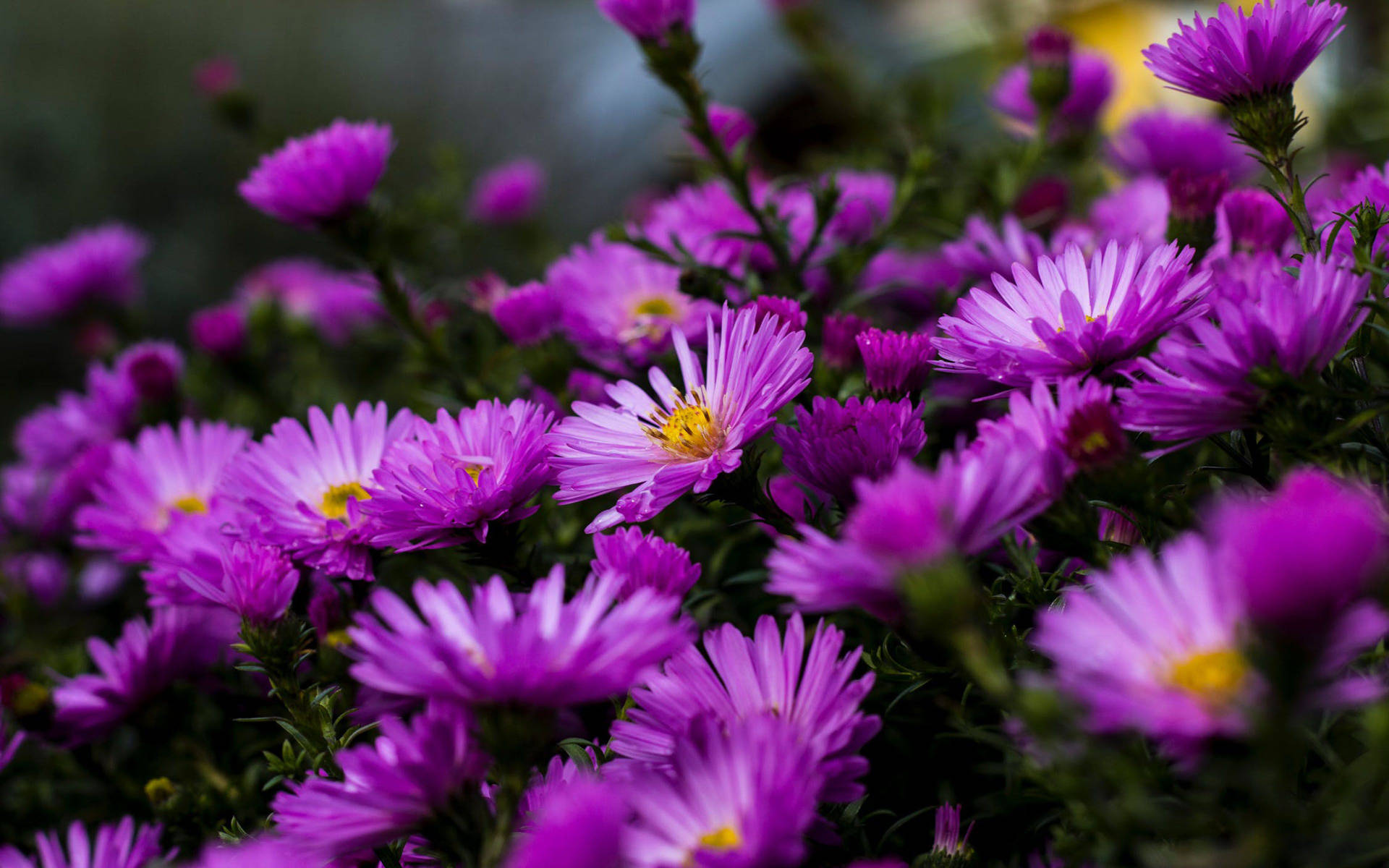 Magenta Aster Purple Flower Background