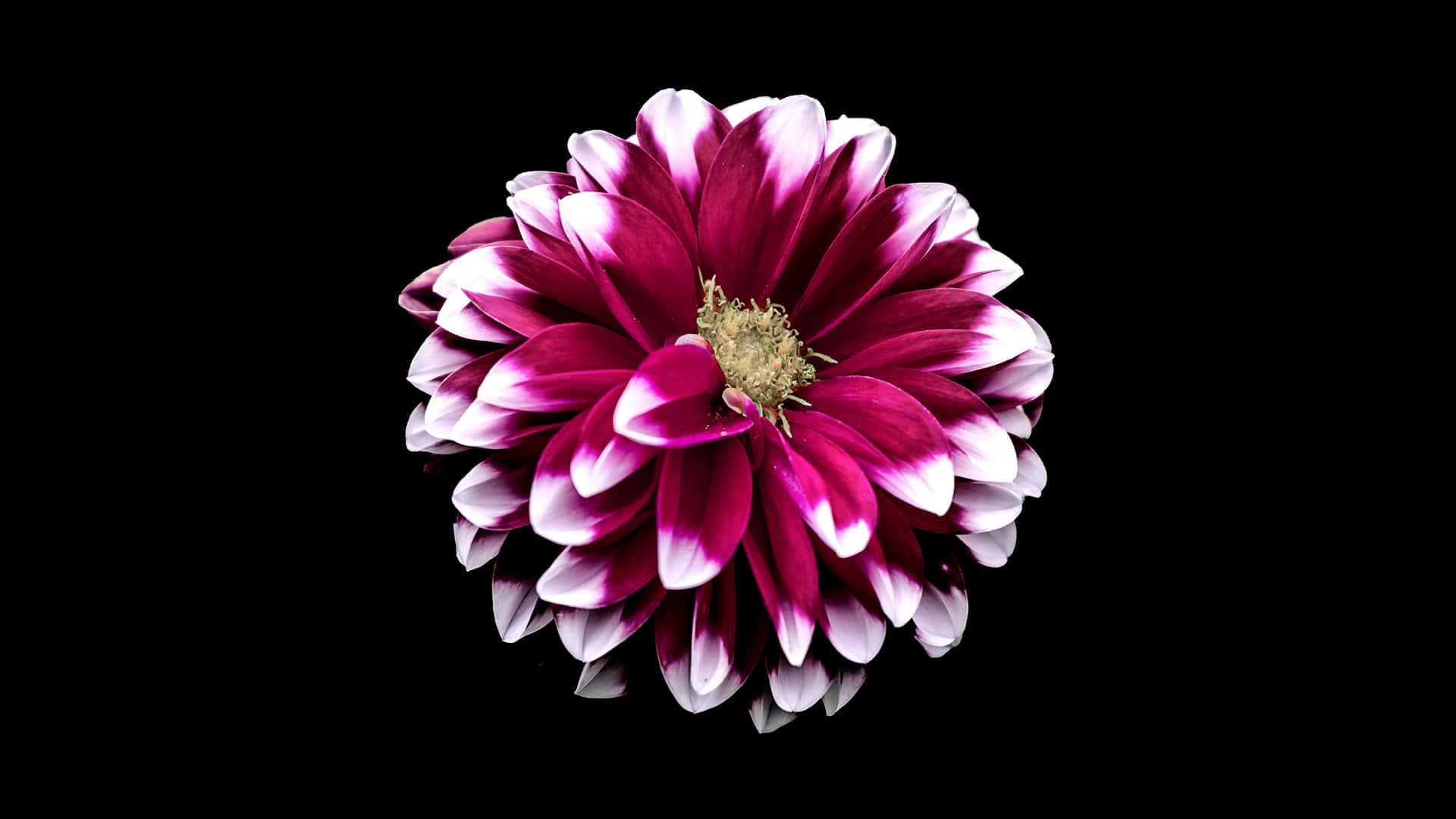 Magenta Black And Pink Flower Background