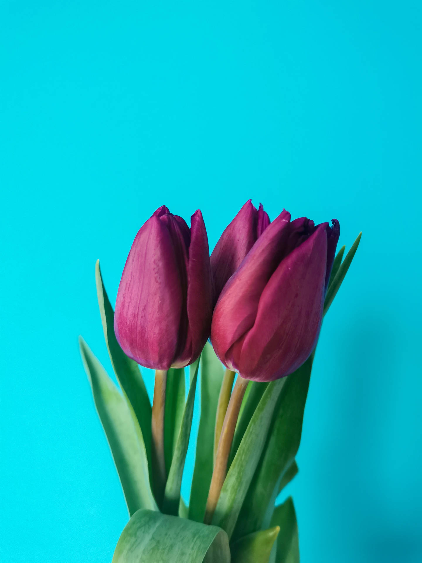 Magenta Tulips Mobile