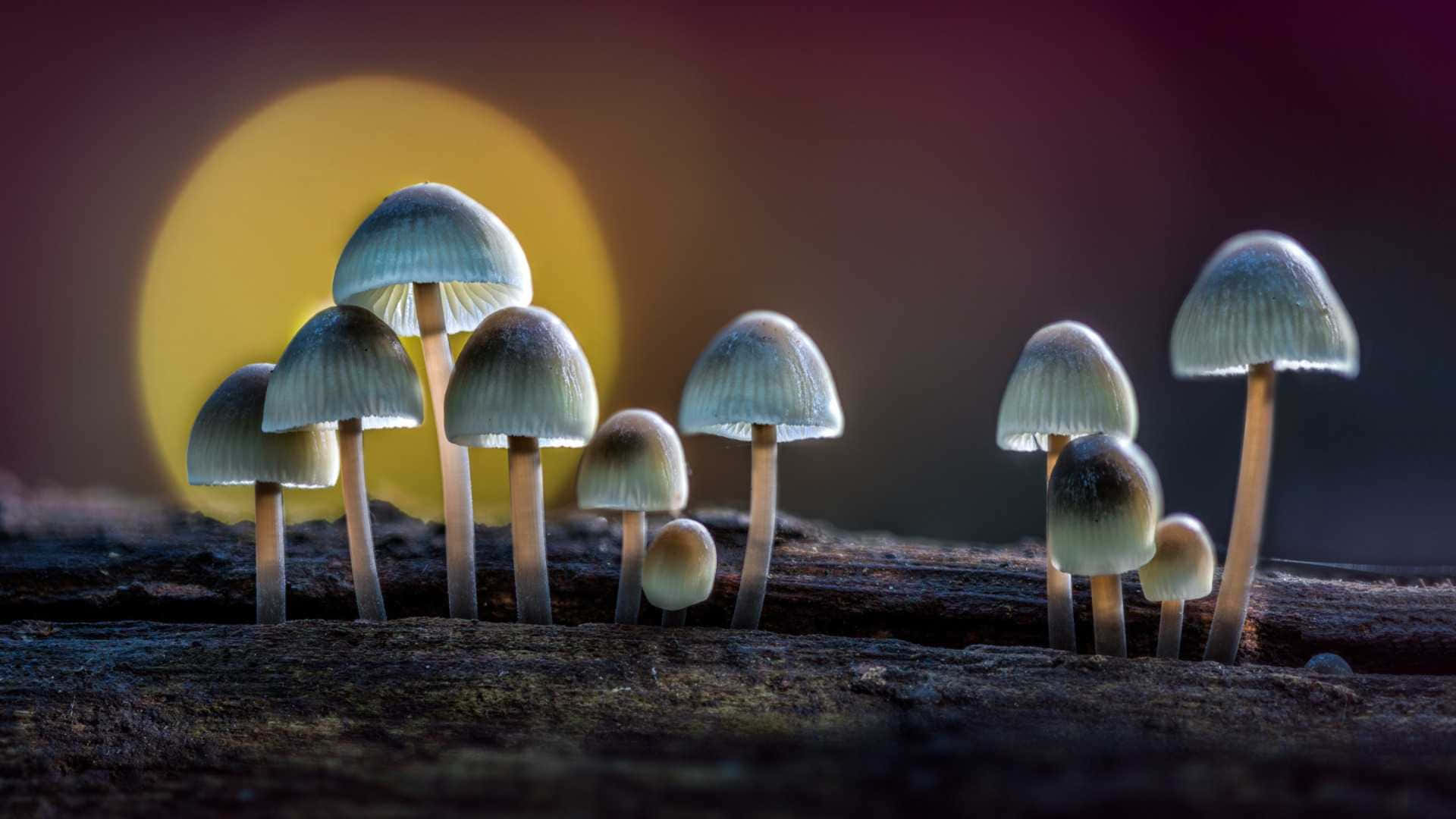 Magic Mushroom Fungus On Dried Tree Branch Background