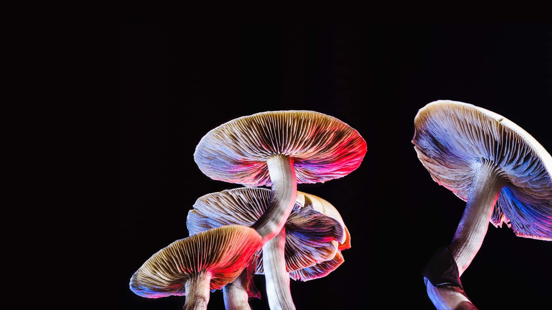 Magic Mushroom Fungus With Colorful Light Accents Background