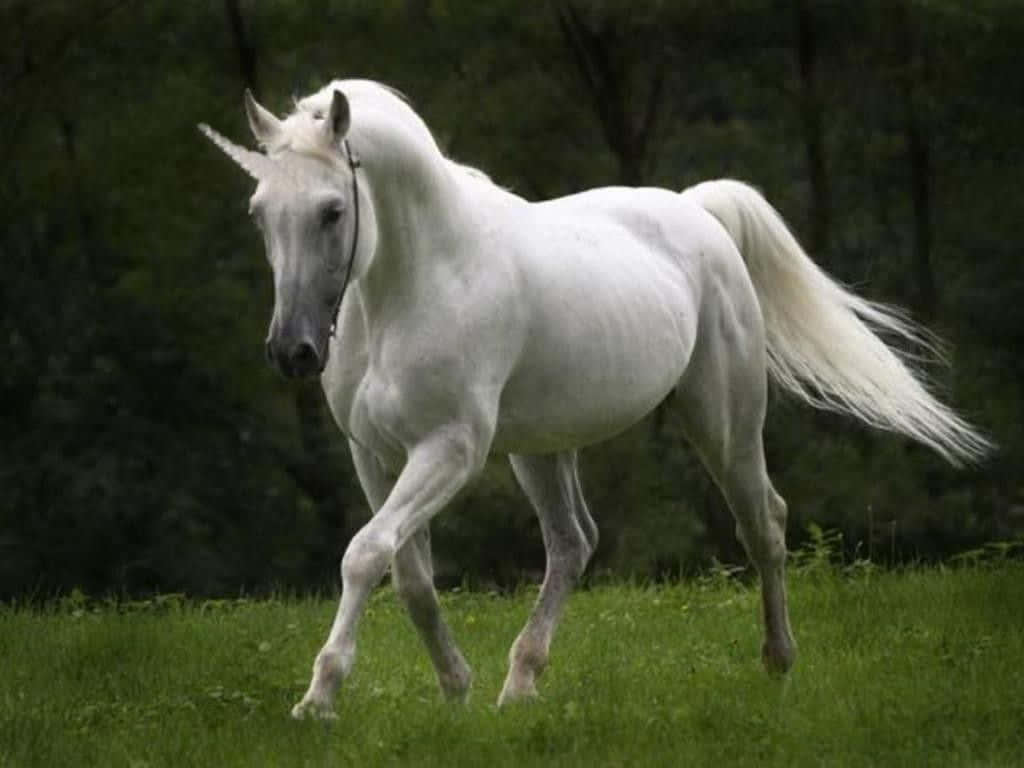 Magical And Mythical - Real Unicorn