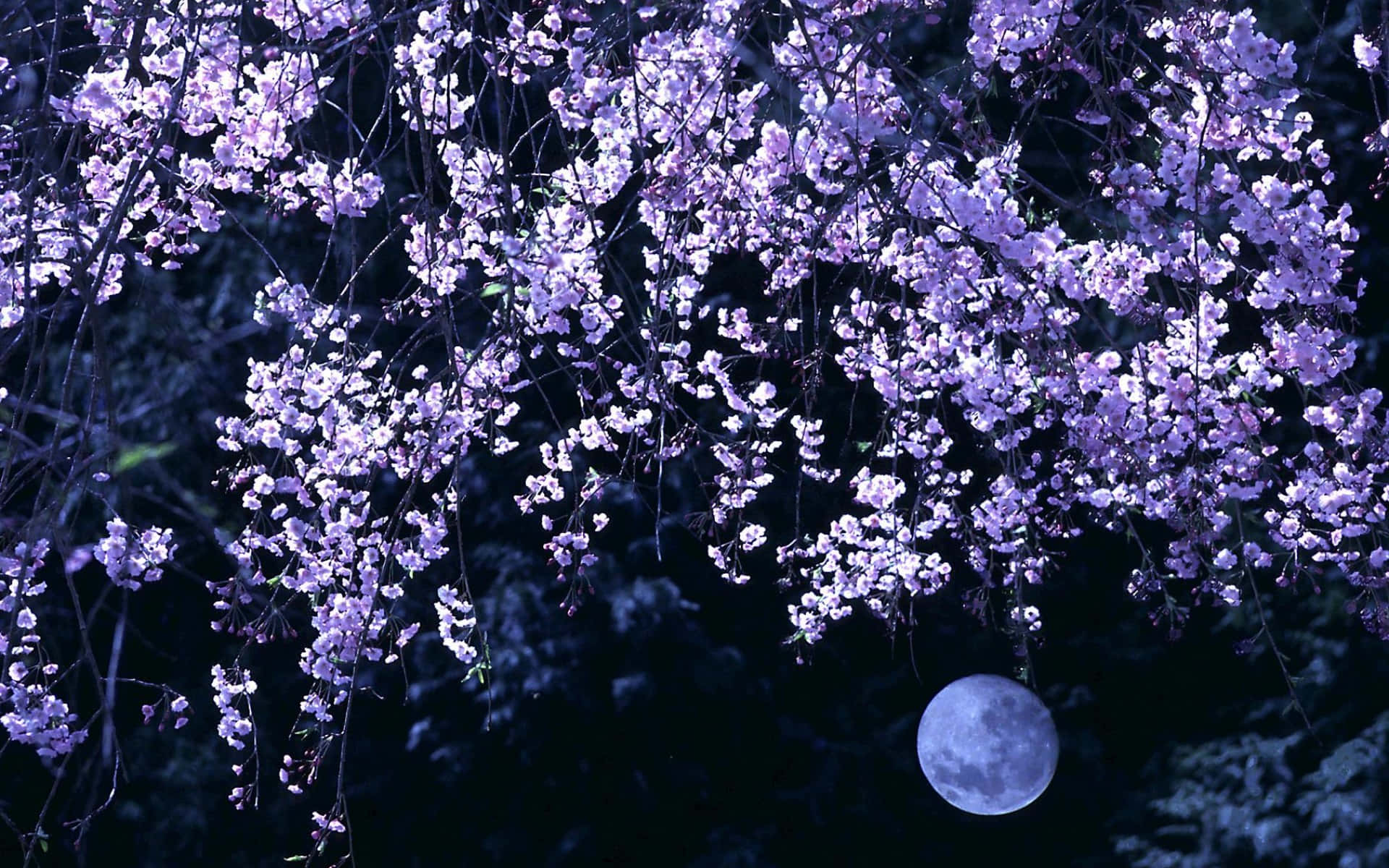 Magical Cherry Blossom Night Background