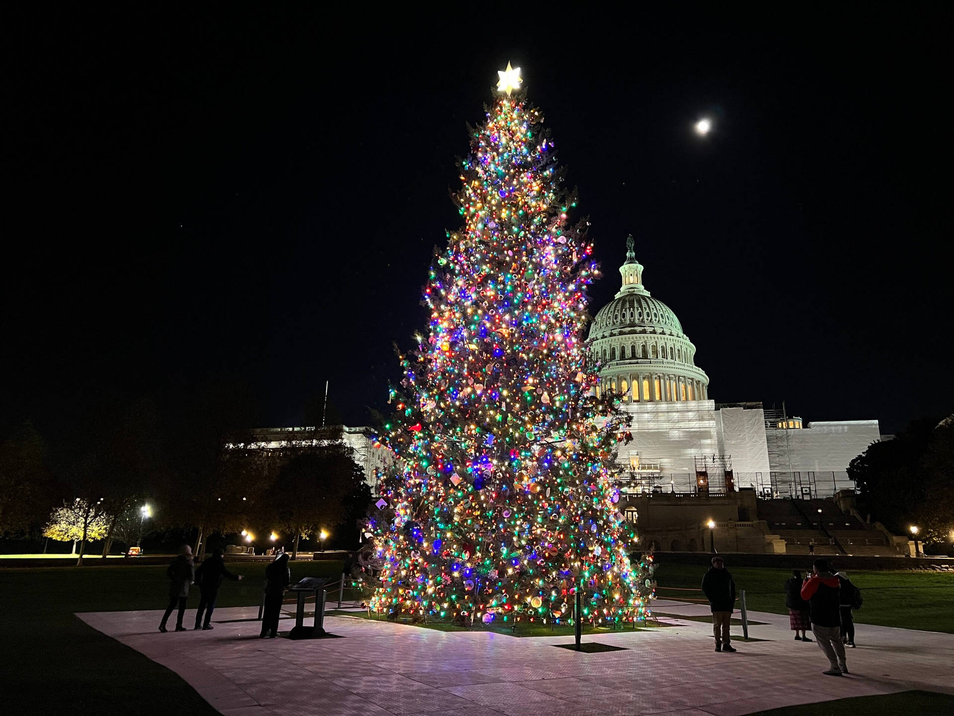 Magical Christmas Forest At Dusk Background