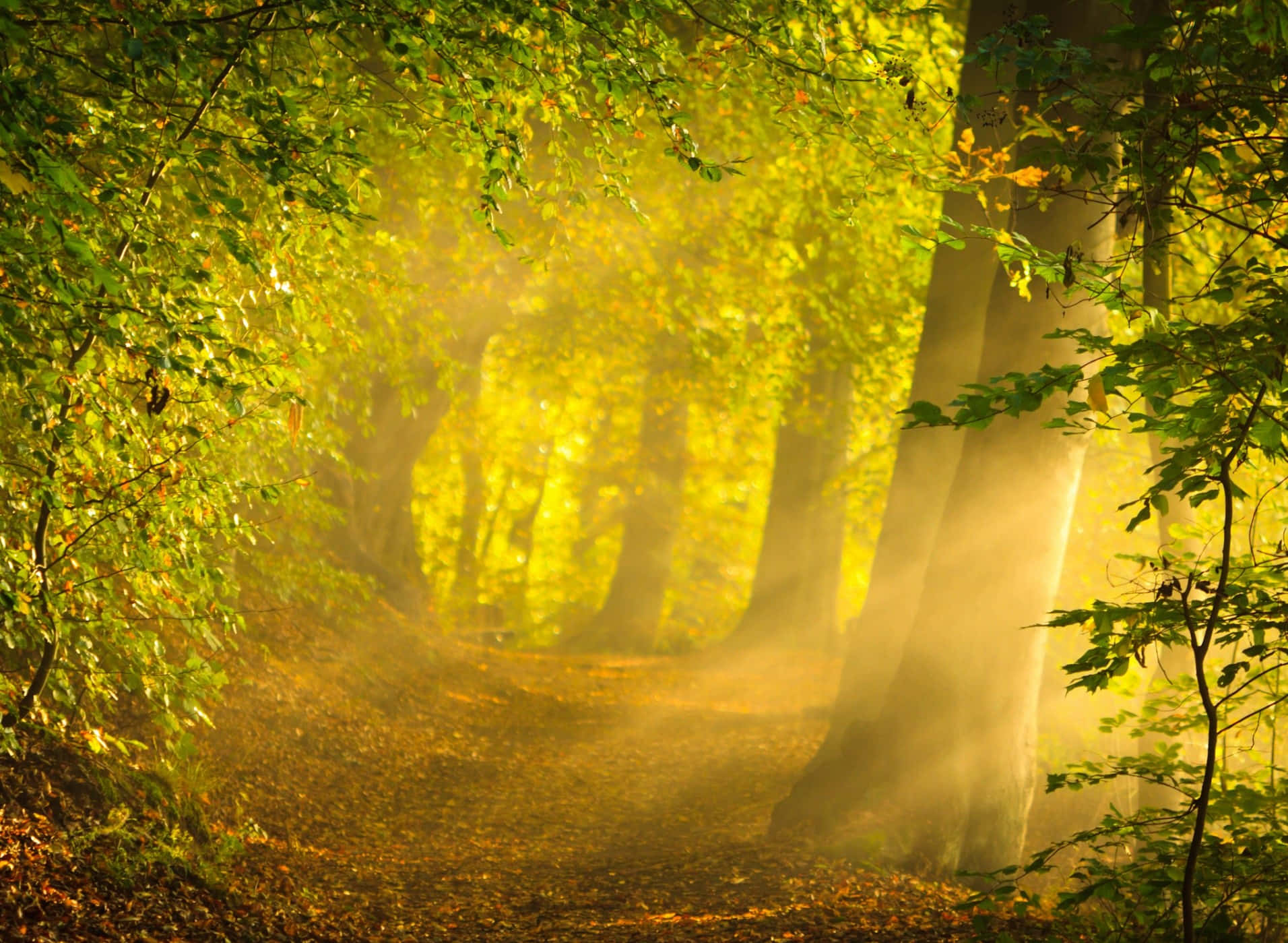 Magical Forest Majestic Sunlight Background